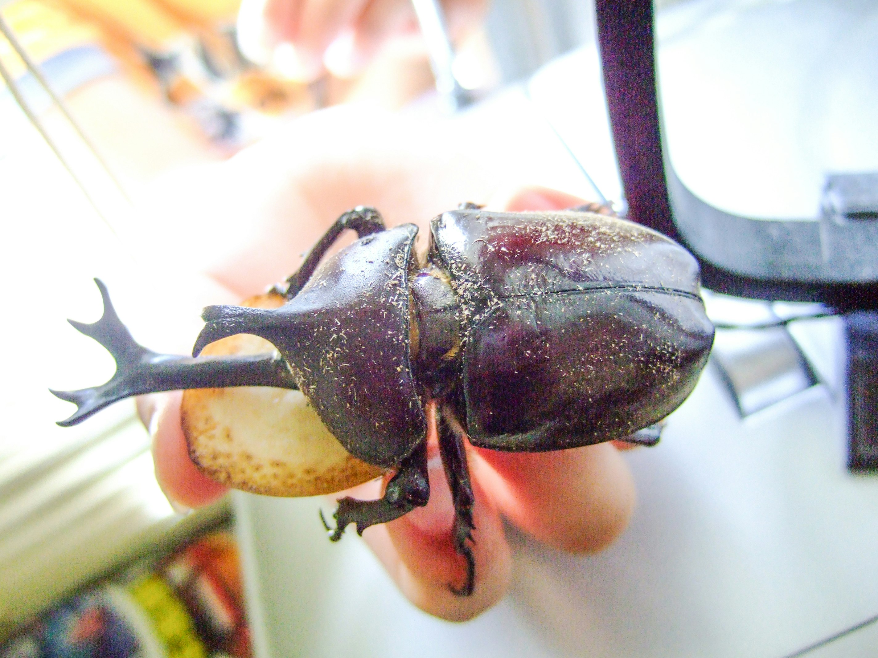 close-up of a beetle-like insect specimen