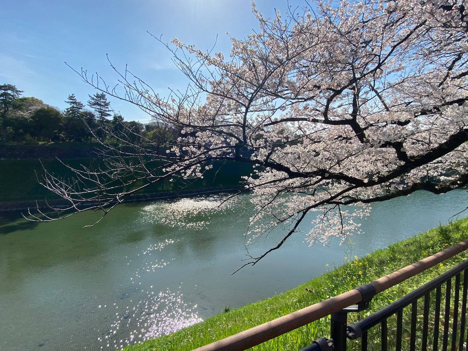 Beautiful view of cherry blossom tree reflecting on water