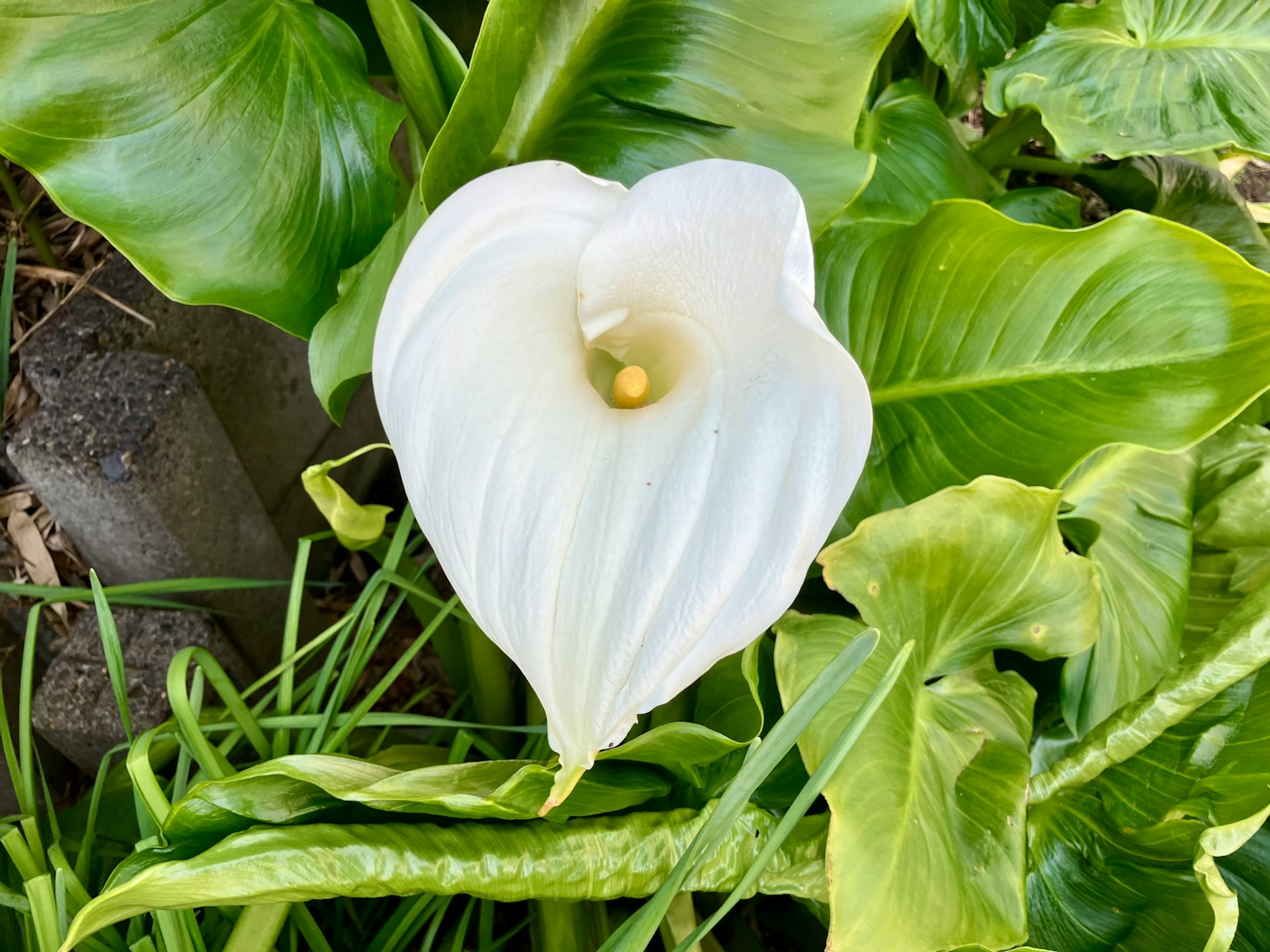 Un fiore di calla bianco che sboccia tra le foglie verdi