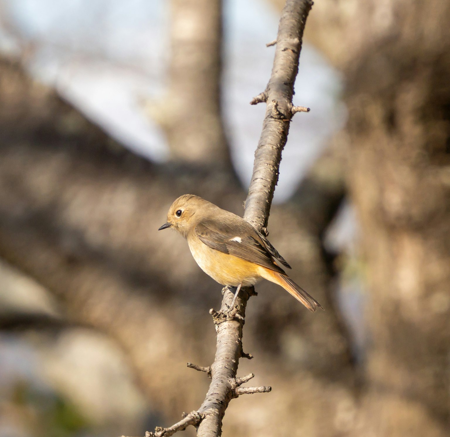 小枝に止まる小さな鳥の画像
