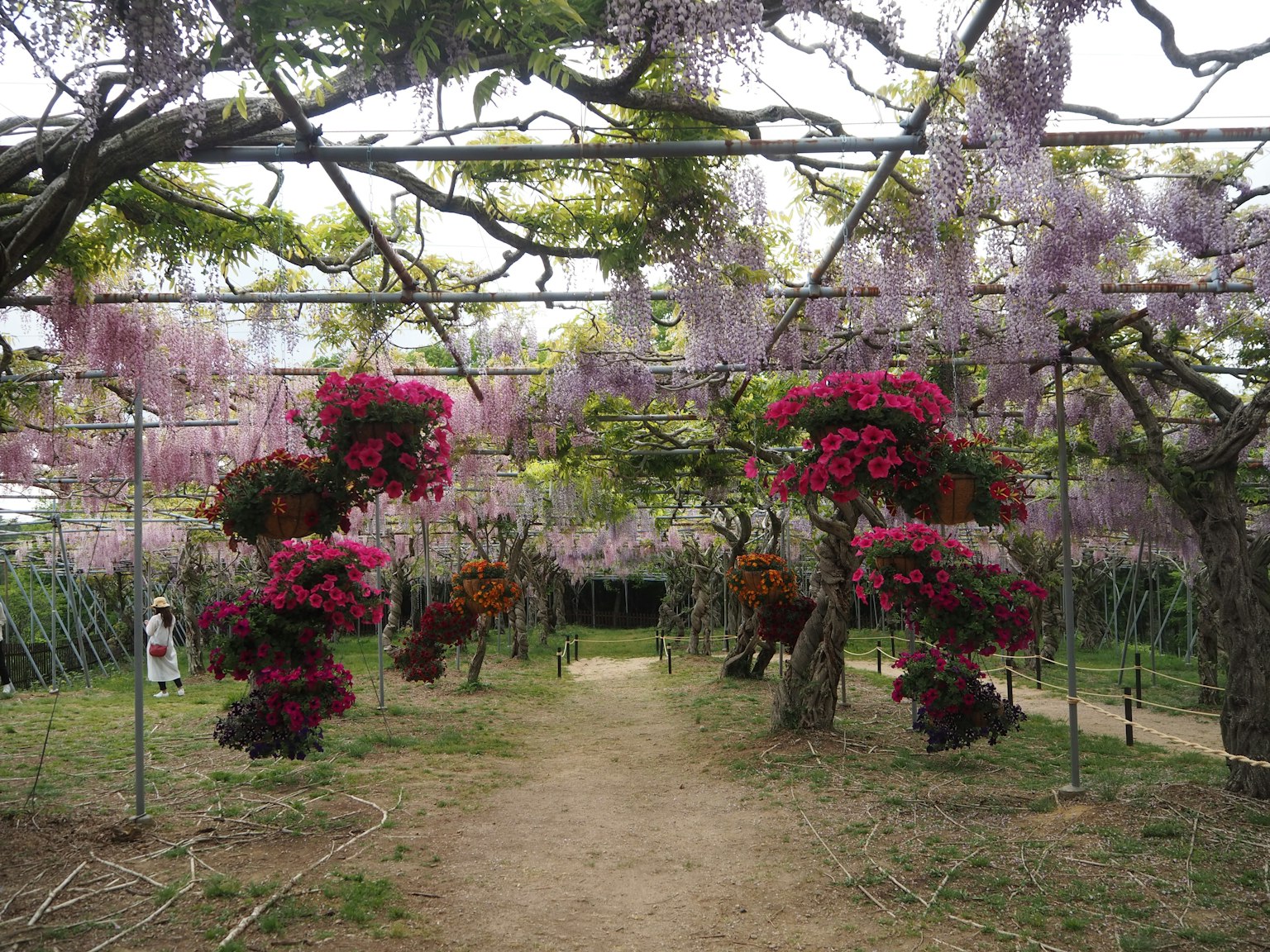 A garden path adorned with vibrant hanging flowers in various colors