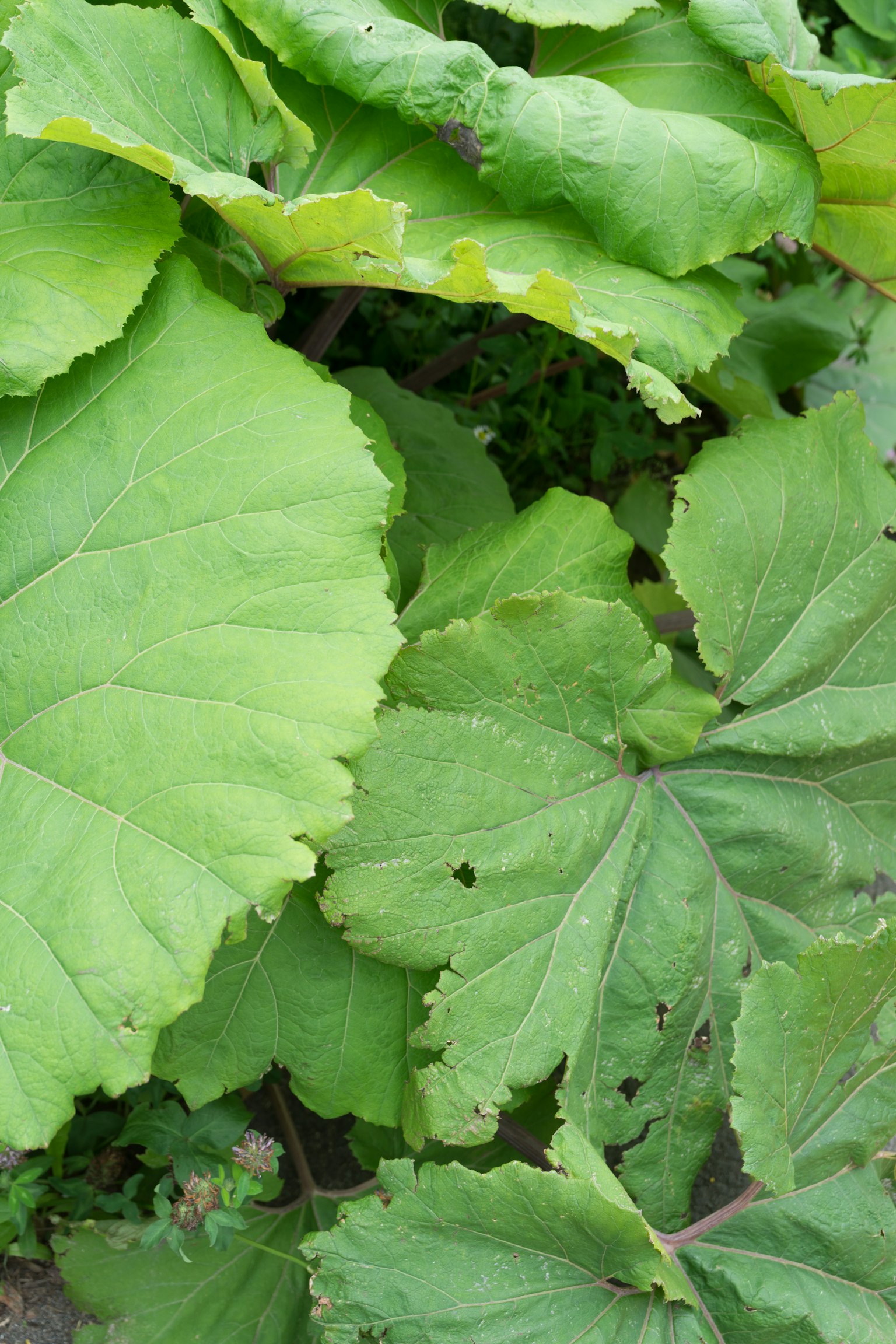 Image montrant des feuilles vertes se chevauchant de différentes formes