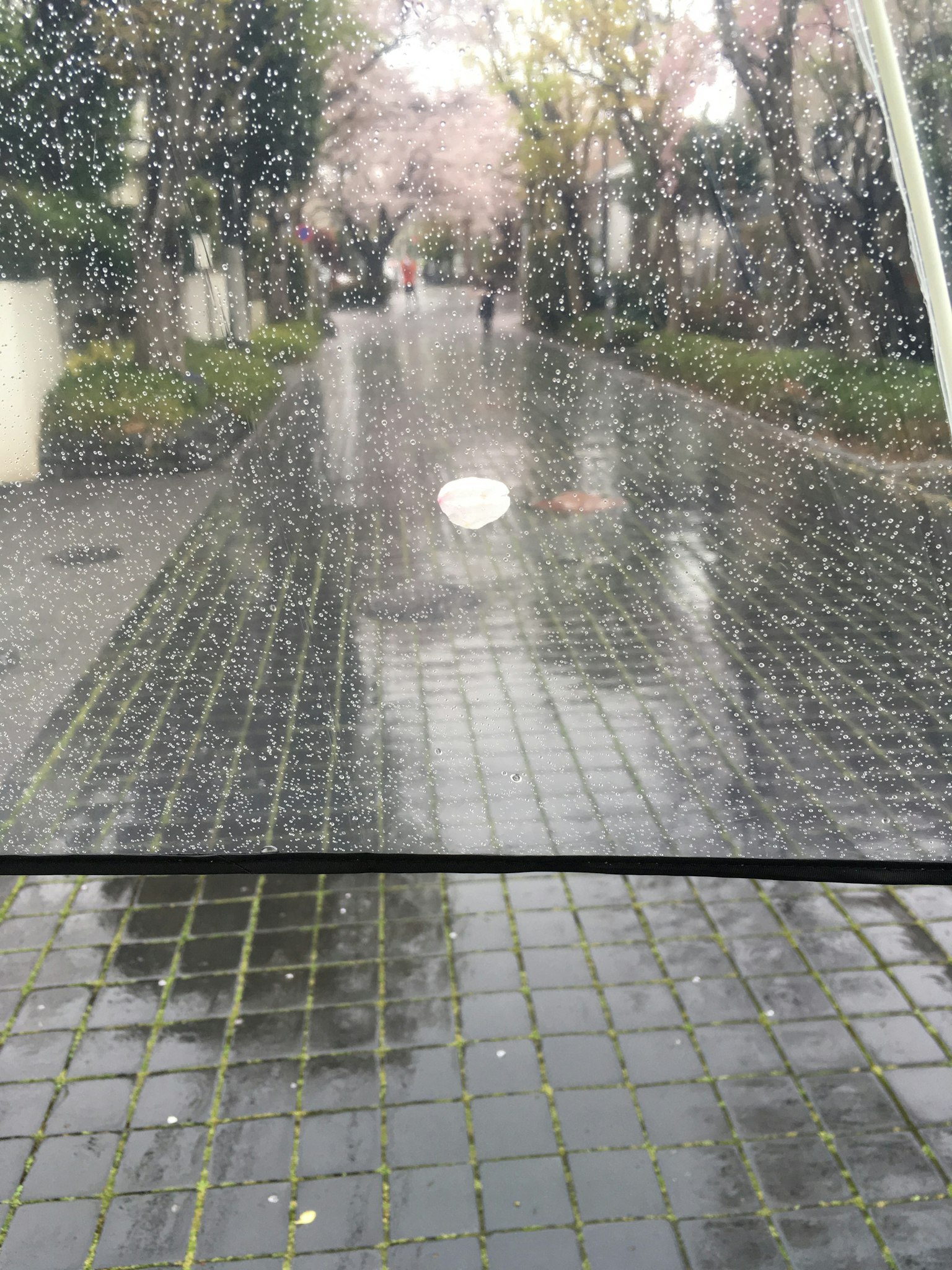 Jalan berbatu basah dengan pohon sakura di tengah hujan