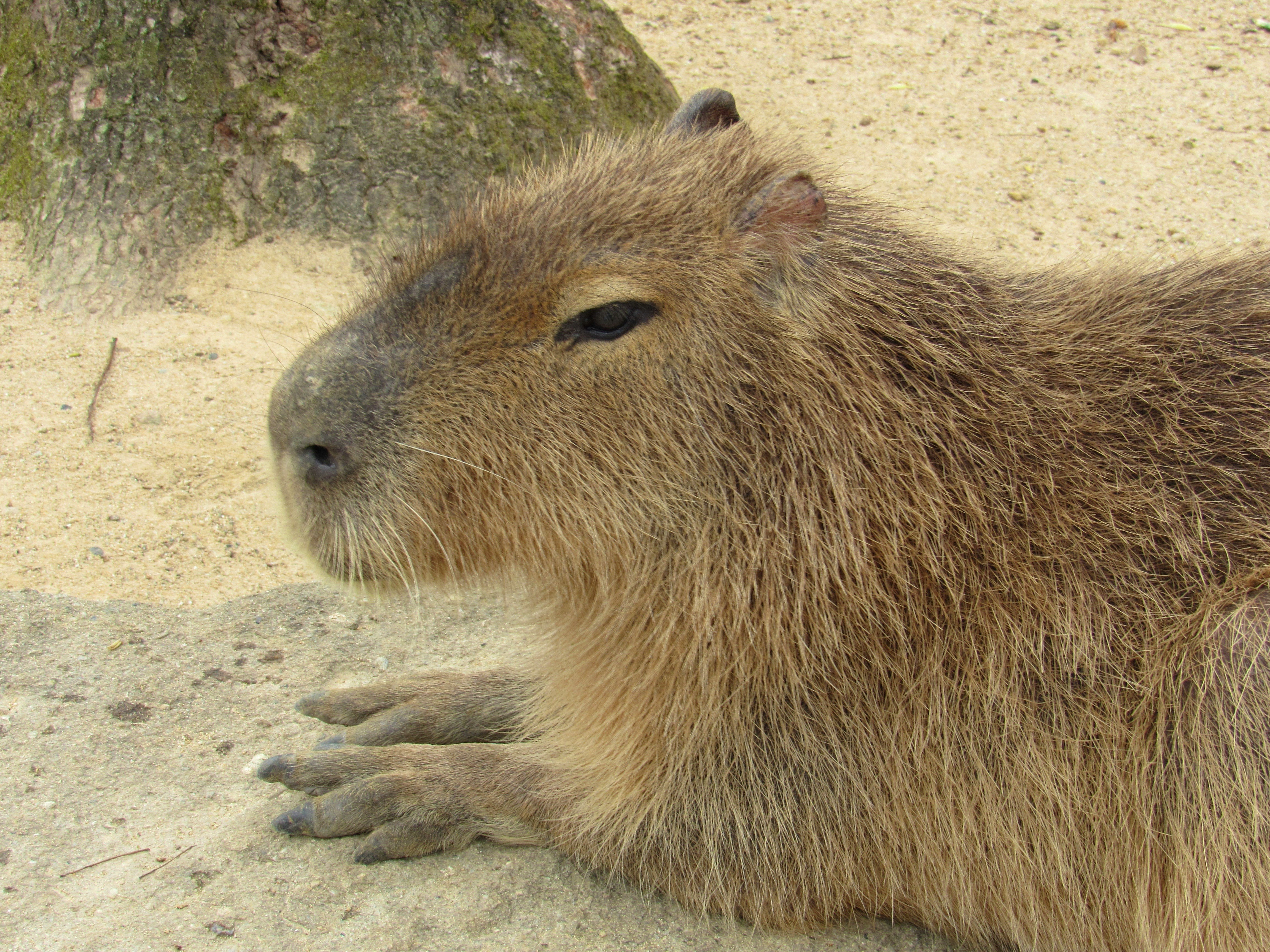 動物園で横たわるカピバラのアップ