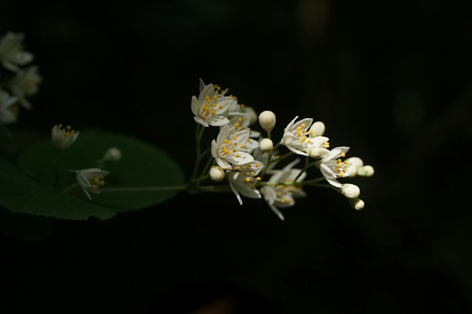 Weiße Blumen blühen vor einem dunklen Hintergrund
