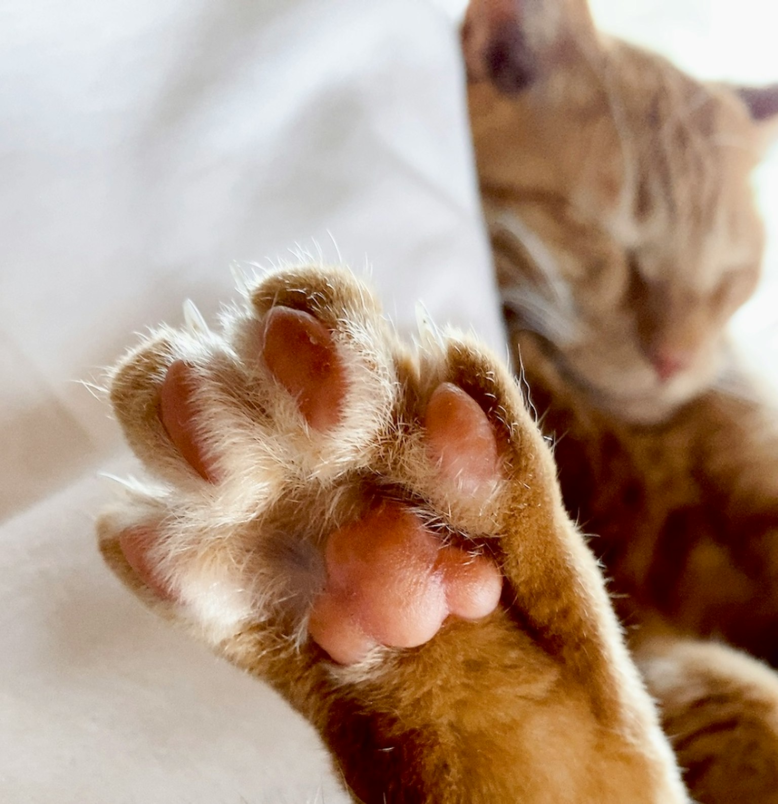 Close-up of an orange cat's paw and pads while sleeping