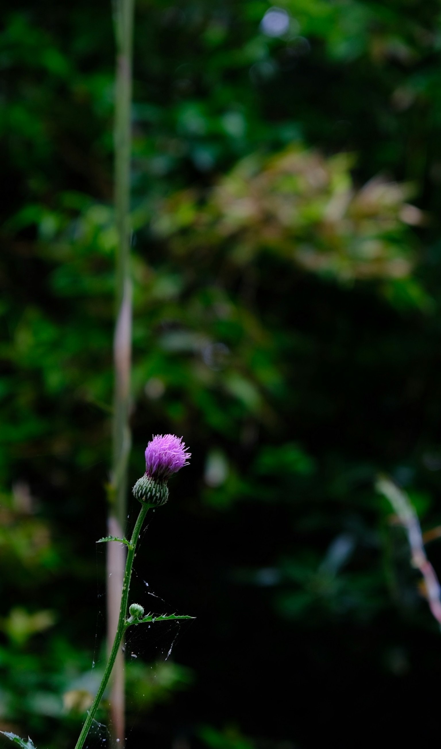 一朵浅紫色的花在绿色背景中突出