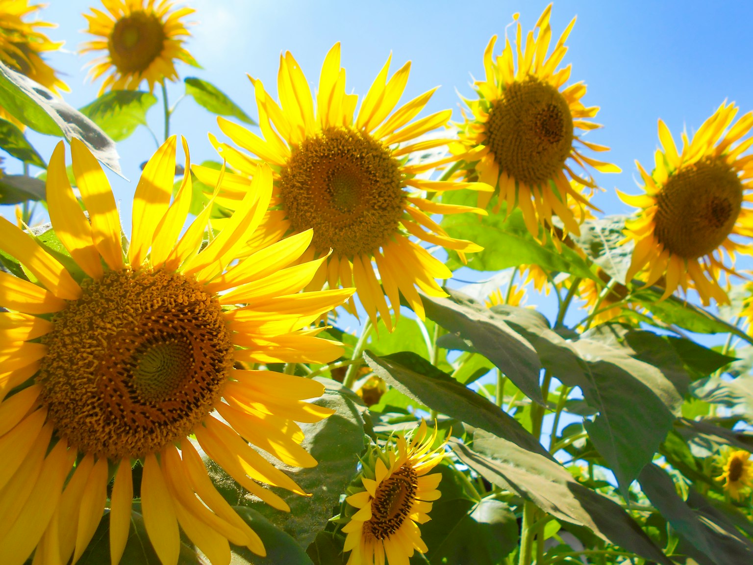 Un grupo de girasoles floreciendo bajo un cielo azul brillante