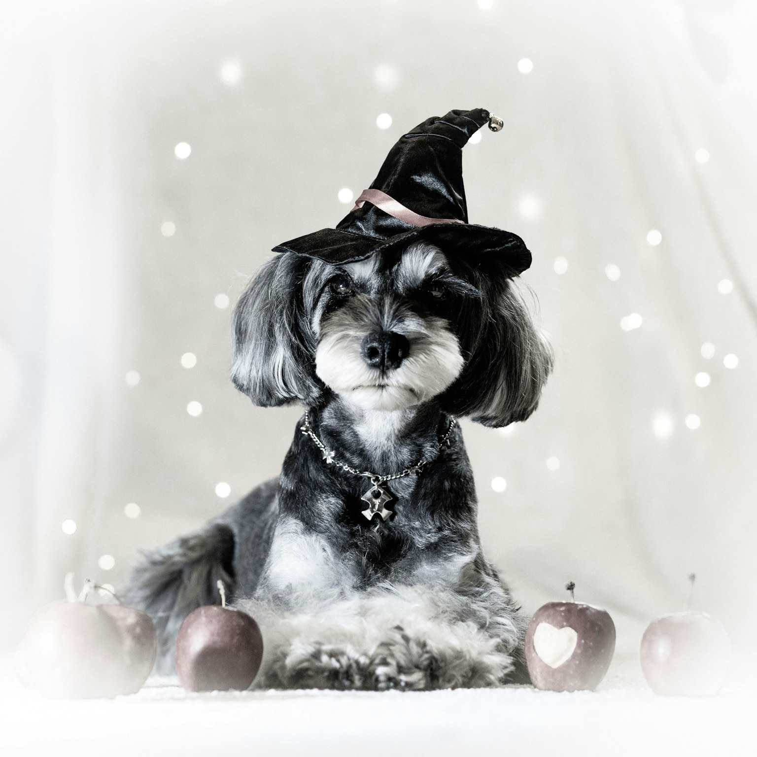 Cagnolino con un cappello da strega nero seduto intorno a mele rosse