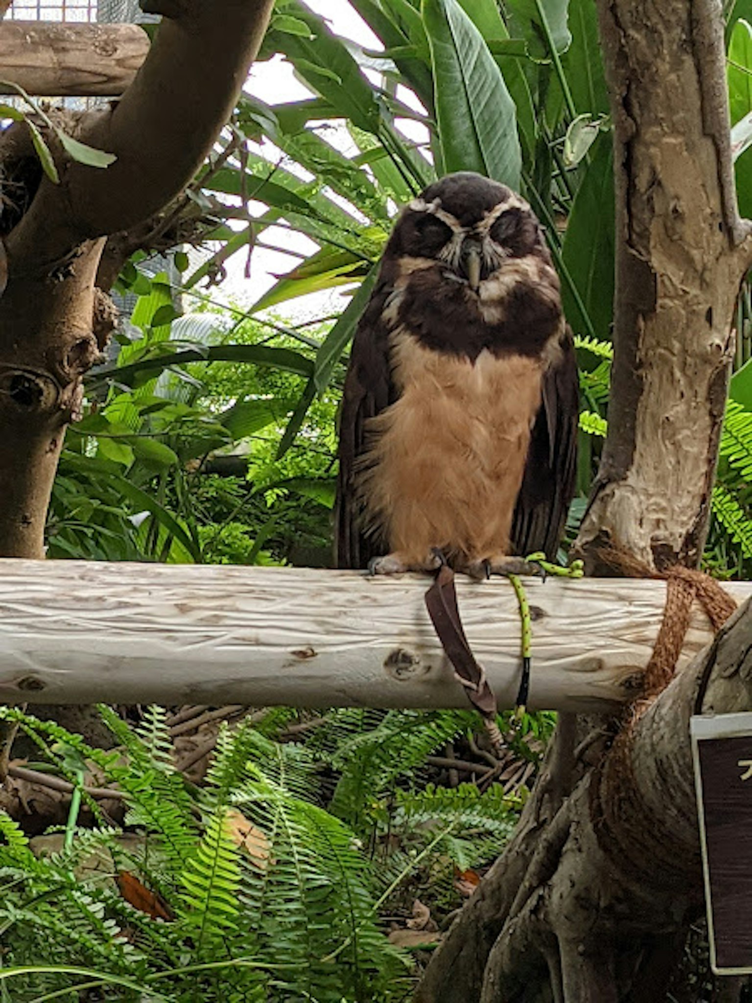 Un hibou avec des marques faciales distinctives perché sur une branche
