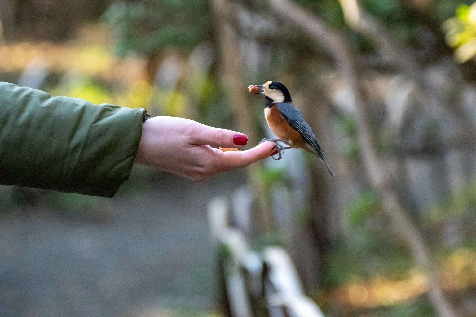 Un piccolo uccello appollaiato su una mano che tiene del cibo