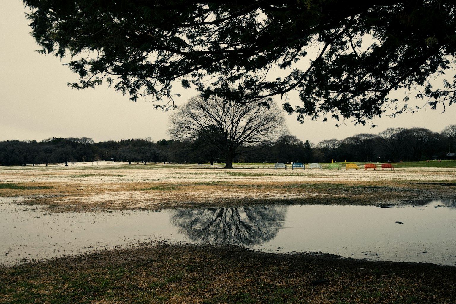 Pemandangan dengan pohon besar yang terpantul di genangan air