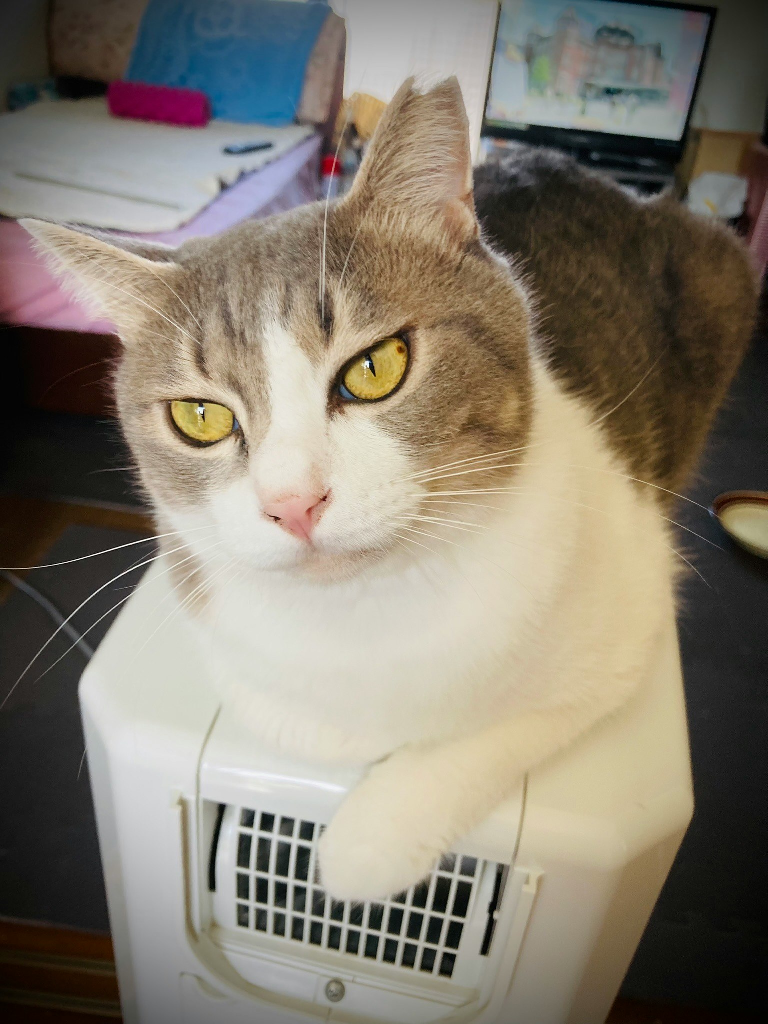 A gray and white cat sitting on a small appliance