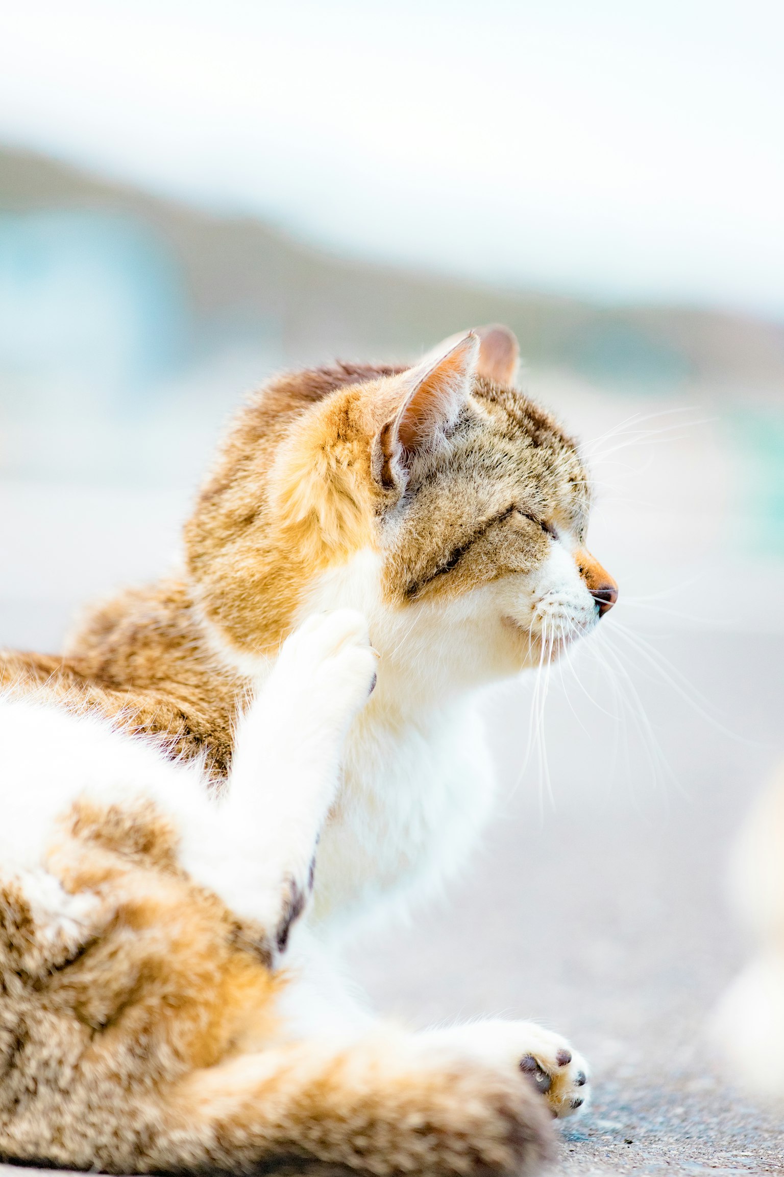 Vista laterale di un gatto con pelo soffice e colorazione unica