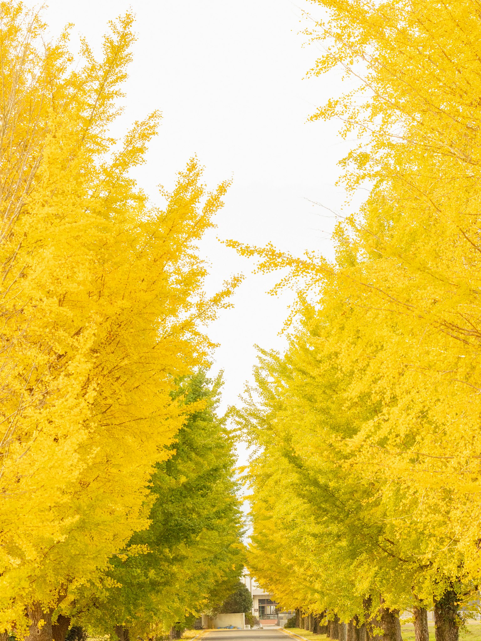 Un camino flanqueado por árboles de ginkgo amarillos vibrantes