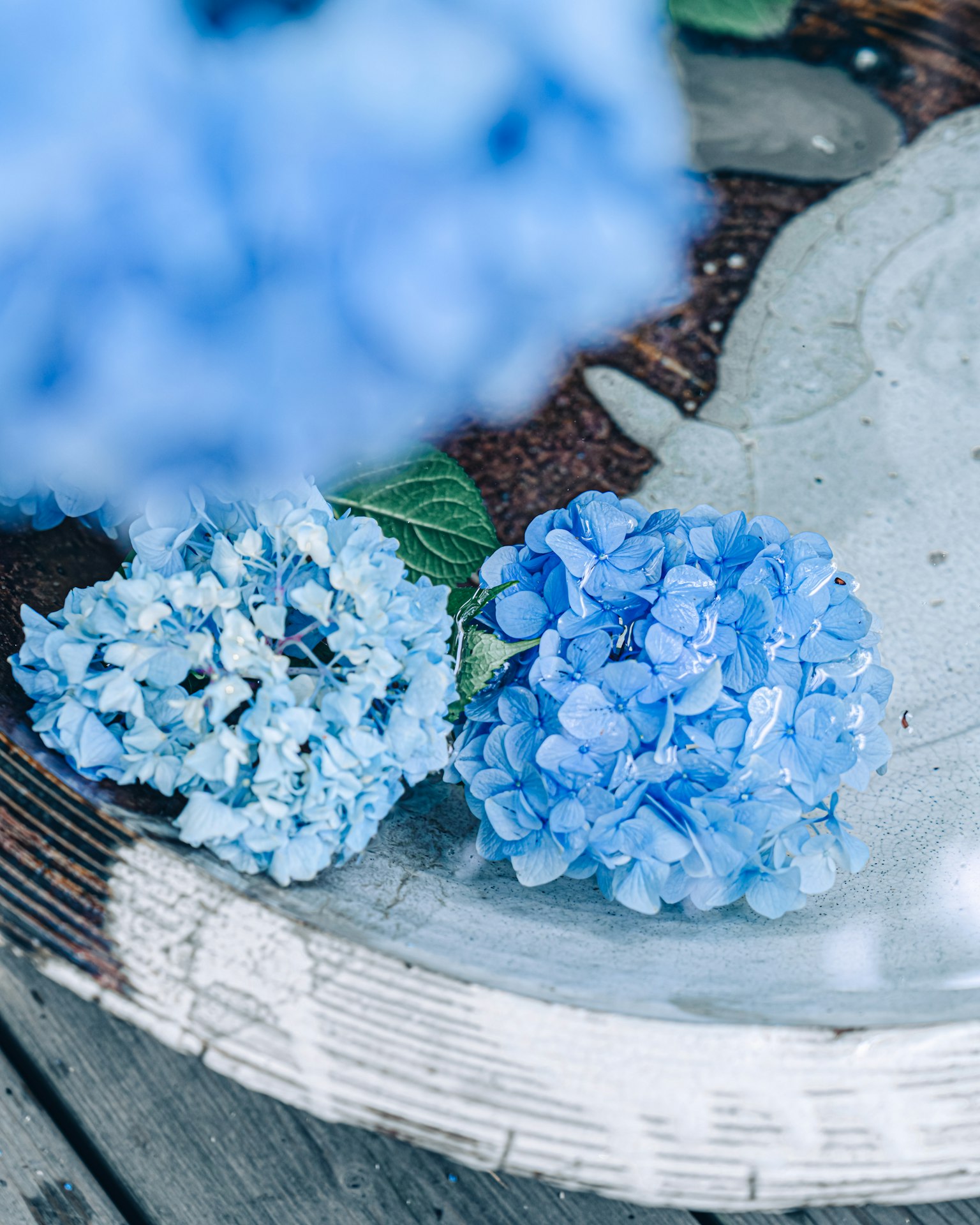 Blaue Hortensienblüten auf einem Keramikteller