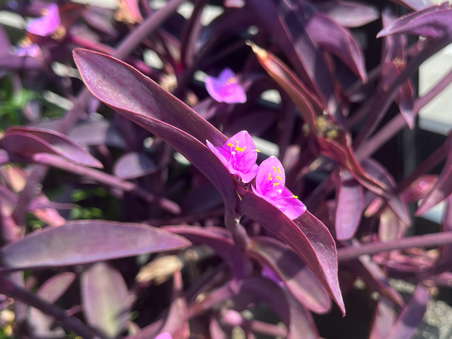 Beautiful purple plant with small purple flowers