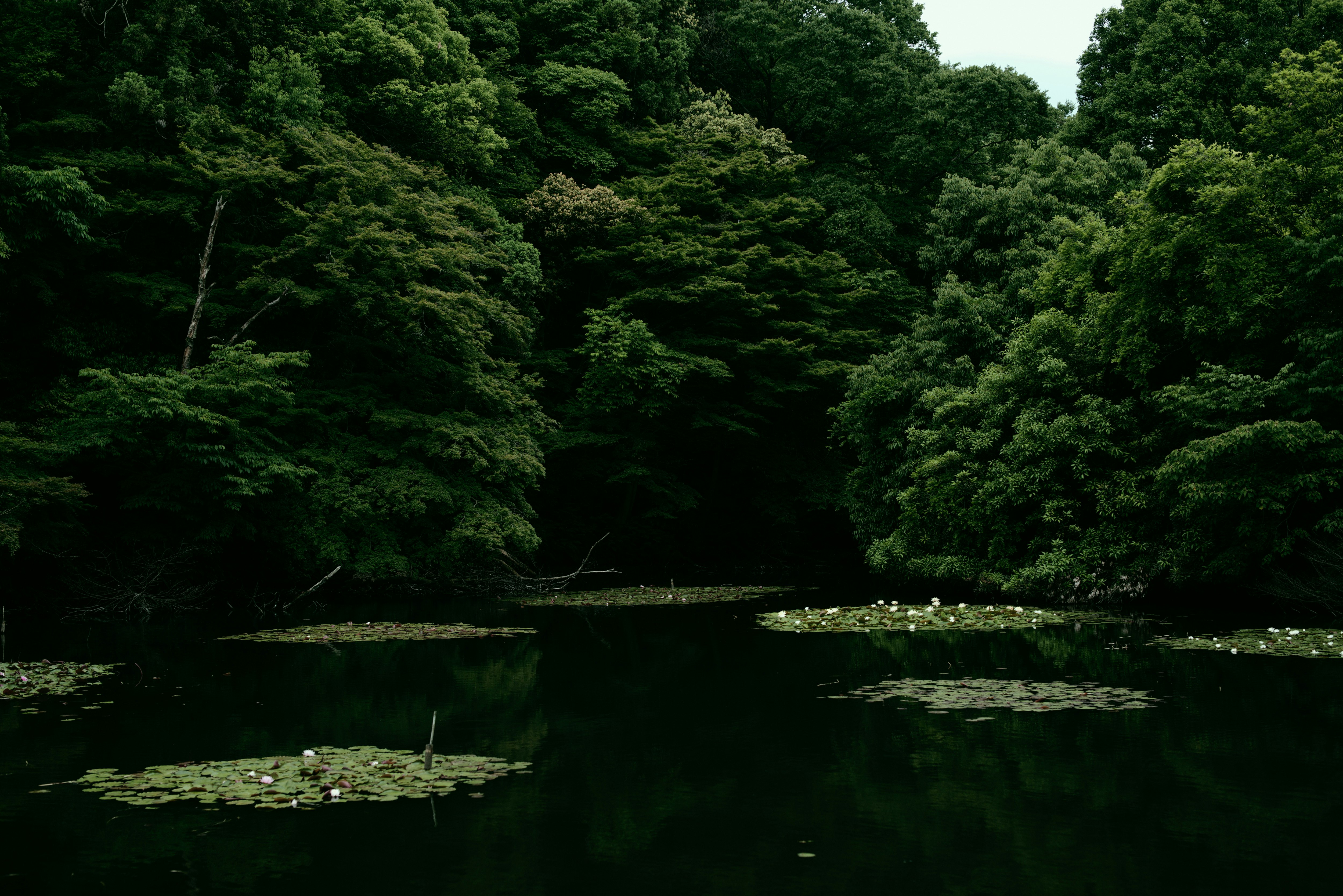 緑の森に囲まれた池の水面