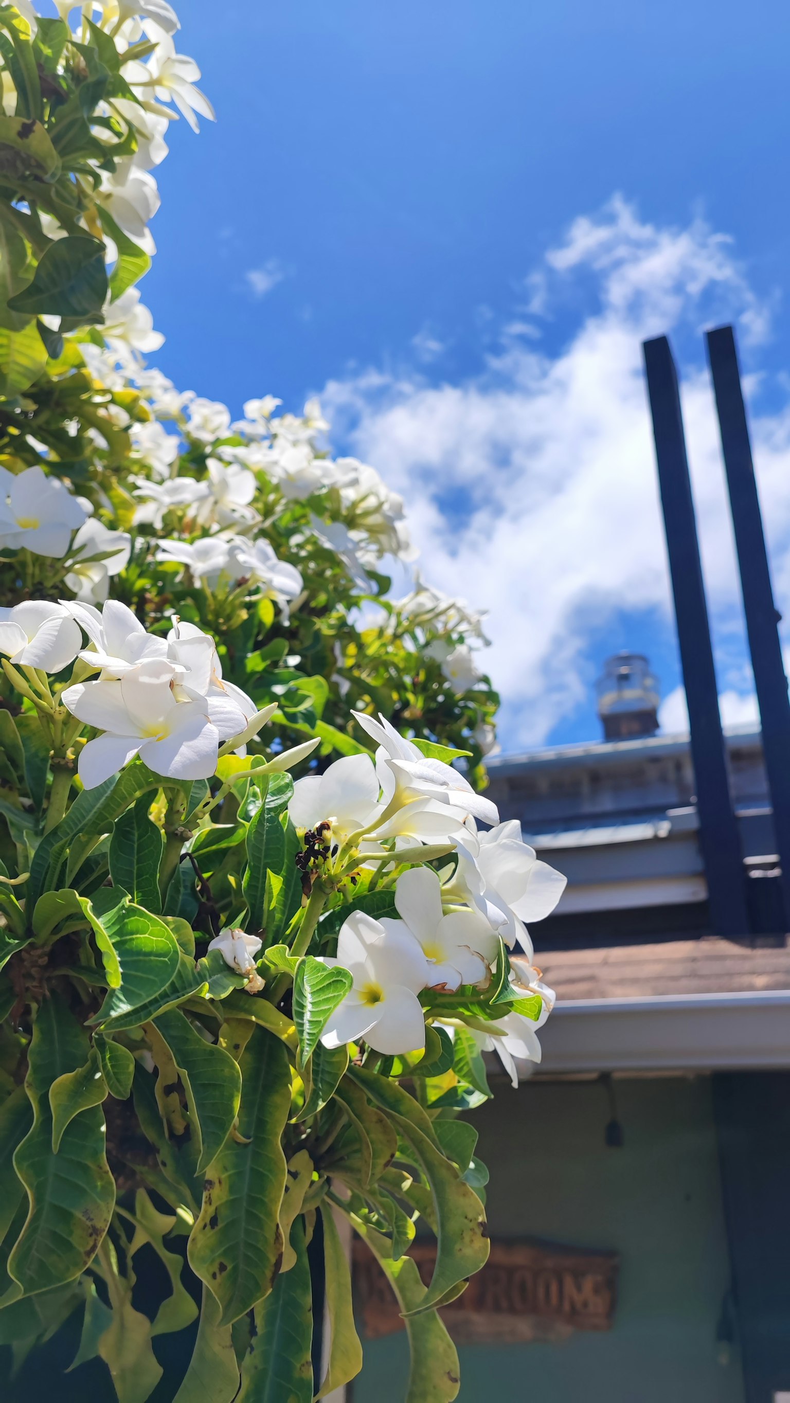Fleurs blanches vibrantes avec des feuilles vertes luxuriantes sous un ciel bleu clair