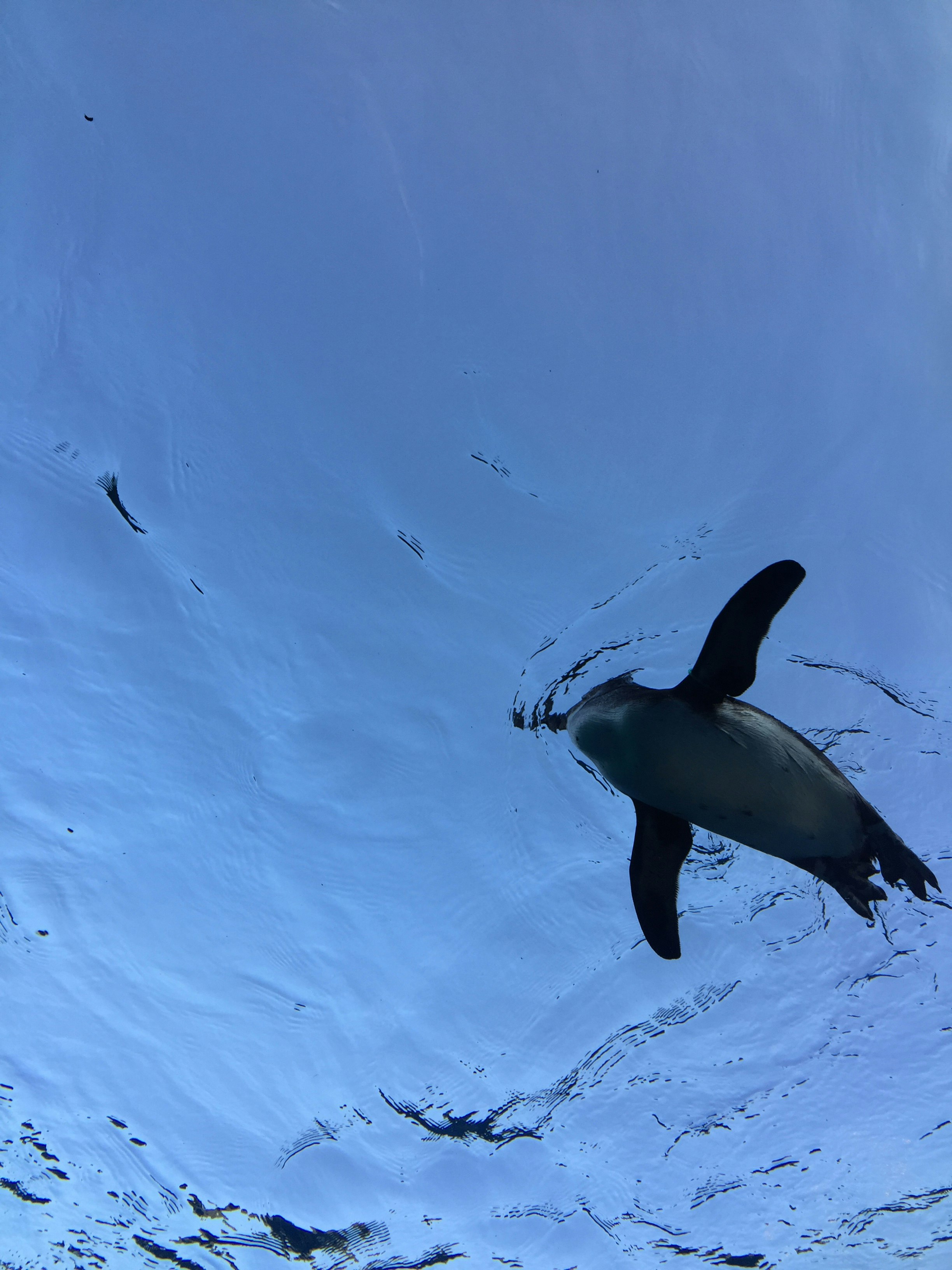青い空の下で雪上を泳ぐペンギン