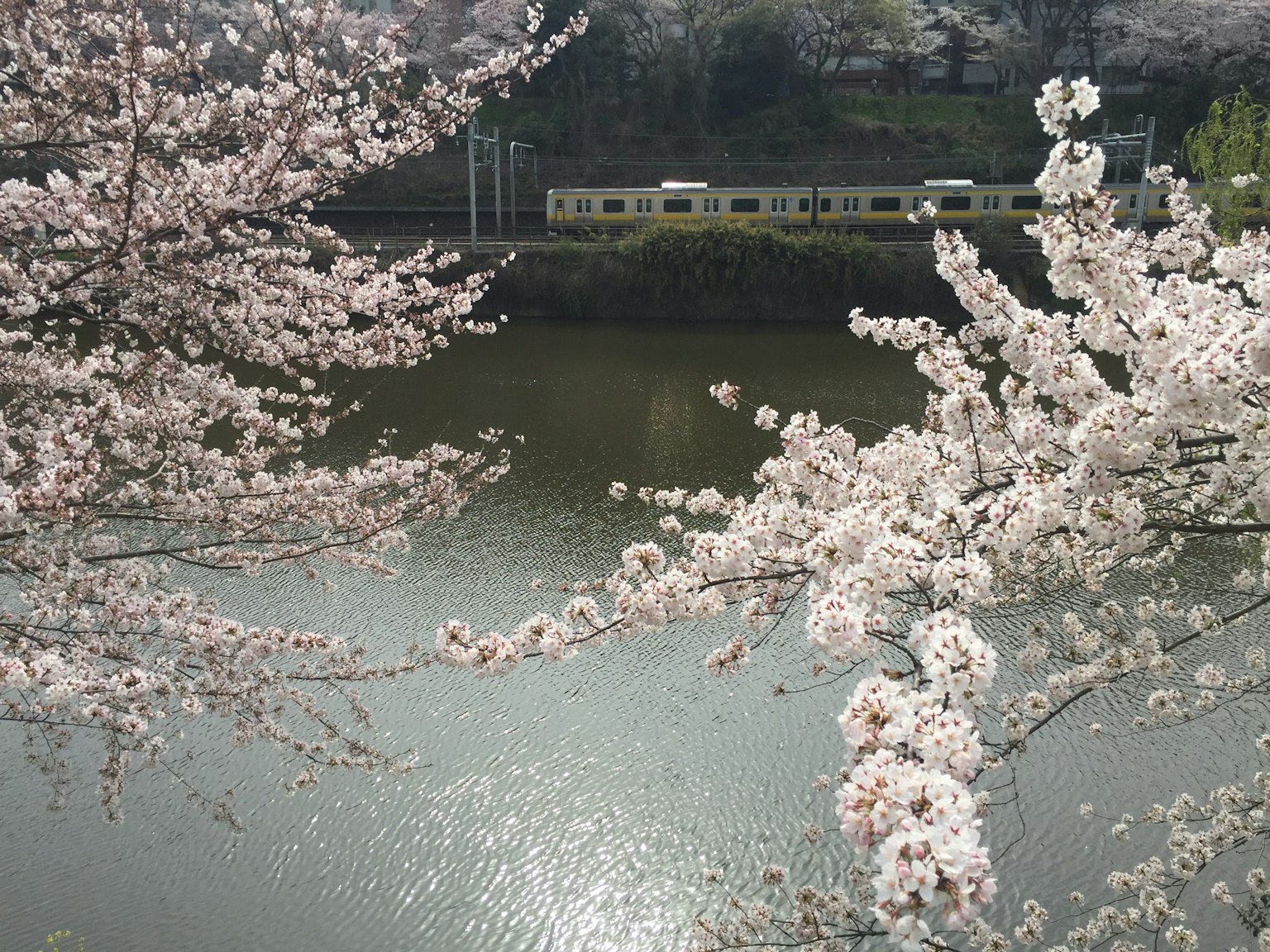 Flores de cerezo enmarcando una vista del río con un tren