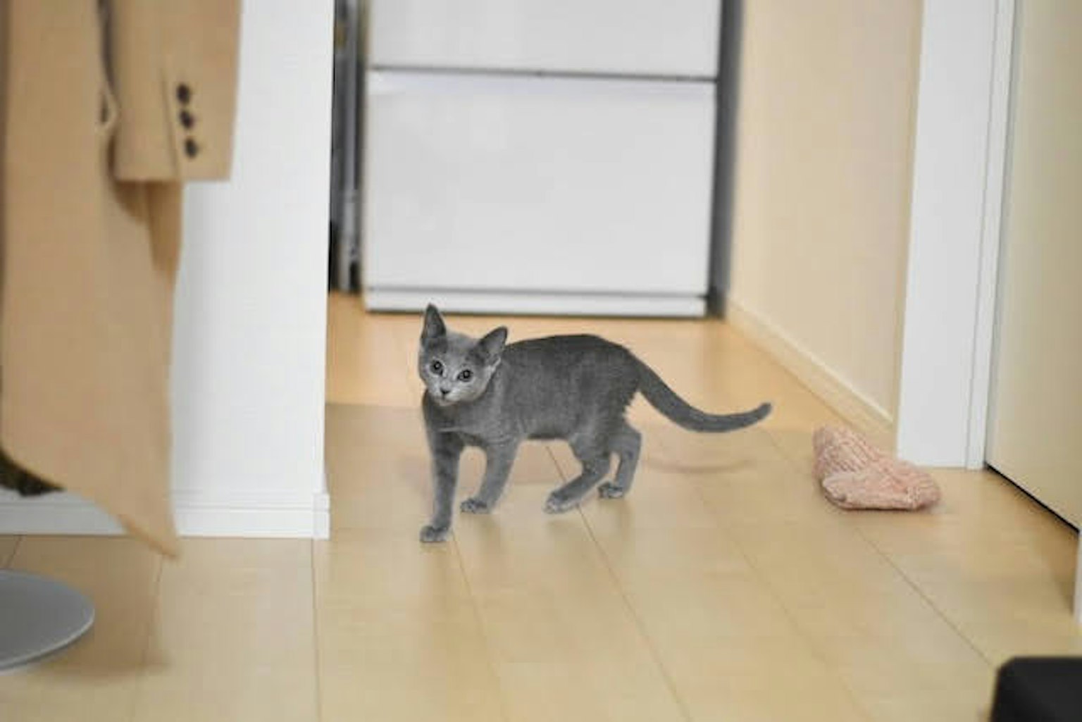 Un gato gris caminando en un pasillo