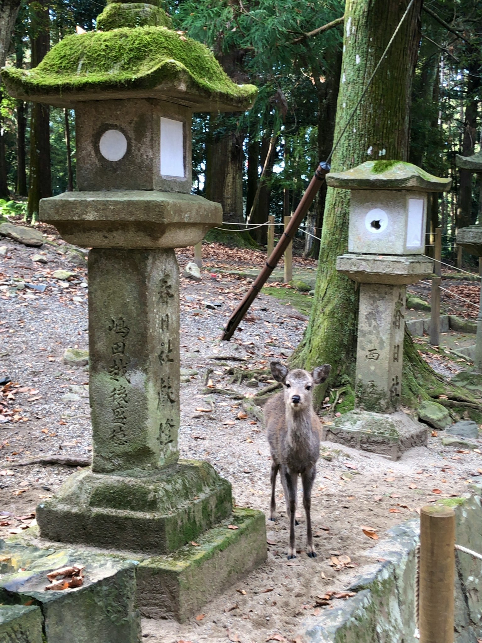 A serene forest scene featuring moss-covered stone lanterns and a deer