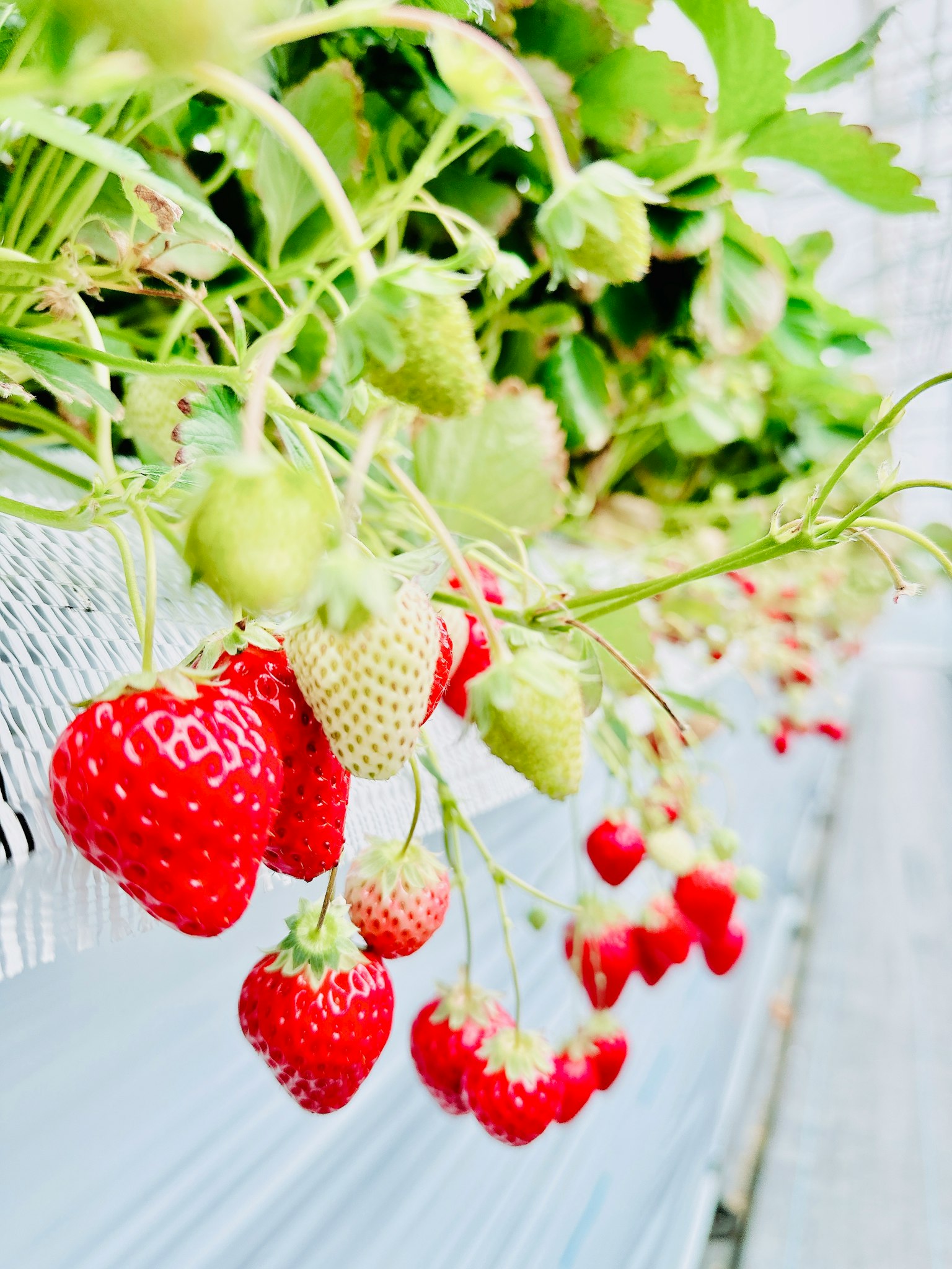 Red strawberries and green unripe strawberries hanging from a vine