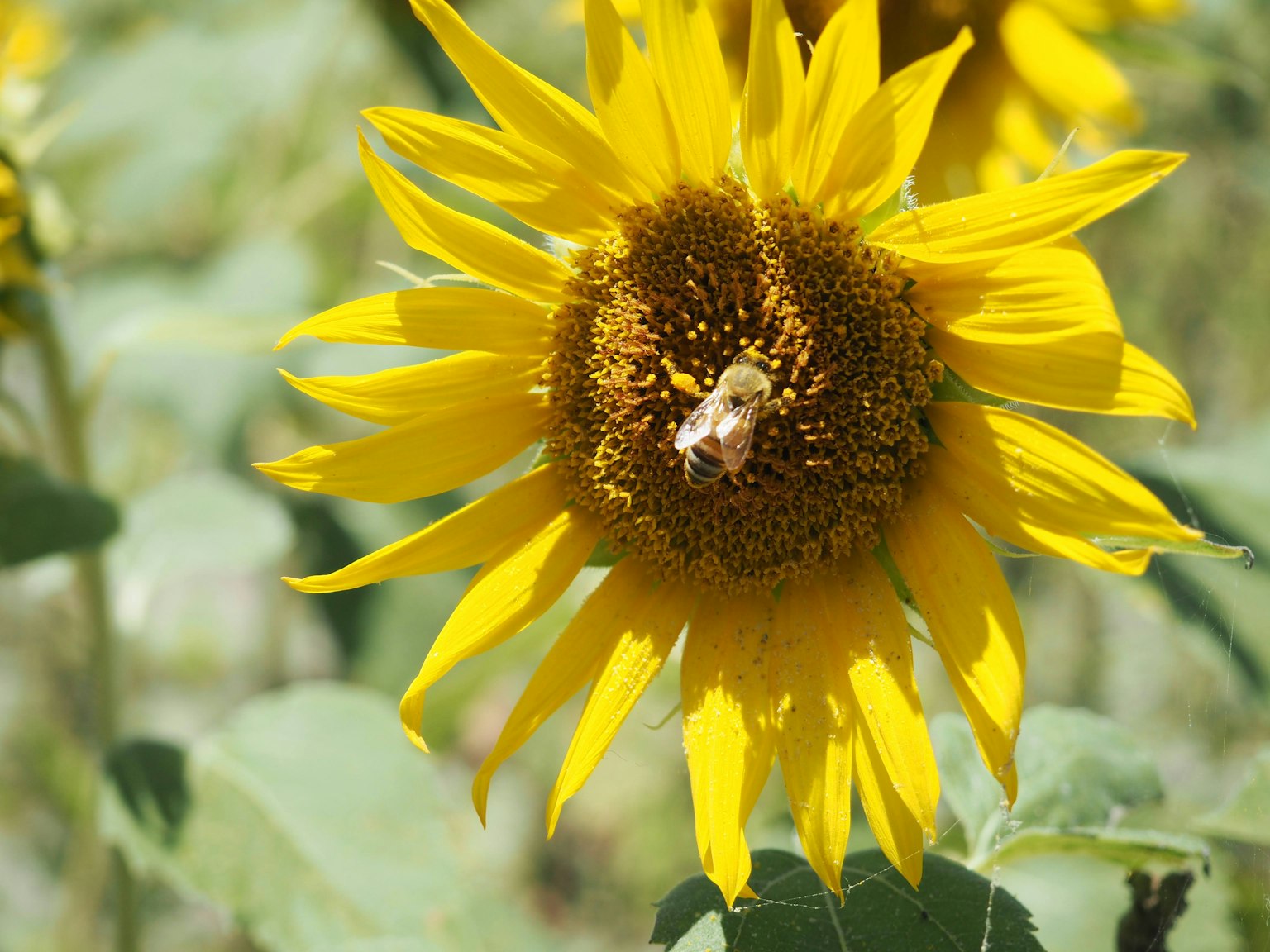 Sunflower with a bee on its center