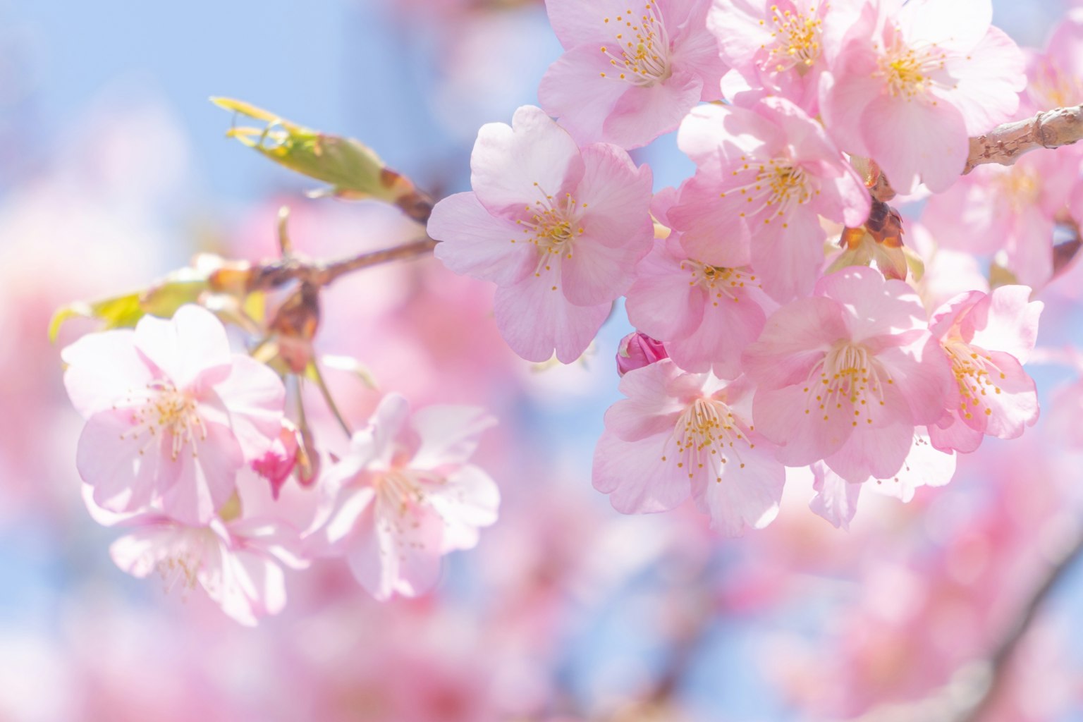 Gros plan sur des fleurs de cerisier sur une branche avec un ciel bleu lumineux