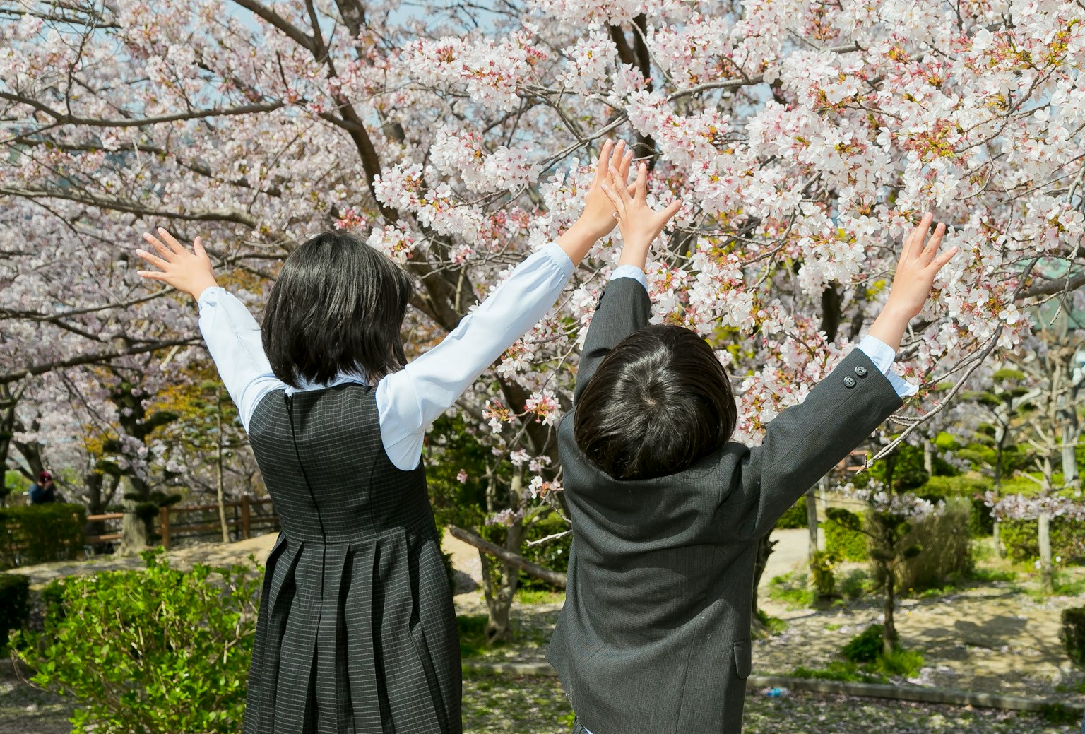 Children raising their hands in front of a cherry blossom tree