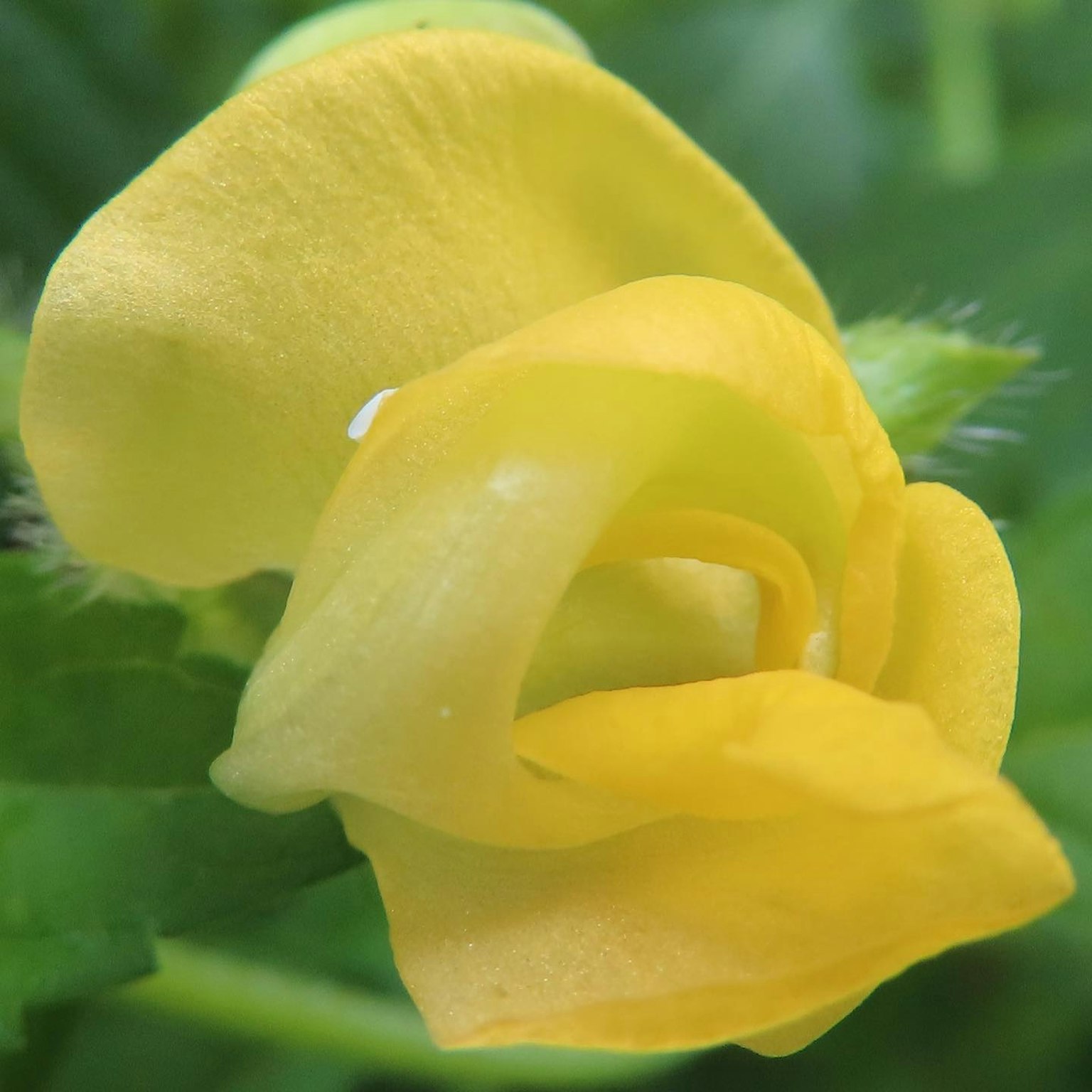 Close-up bunga dengan kelopak kuning yang khas