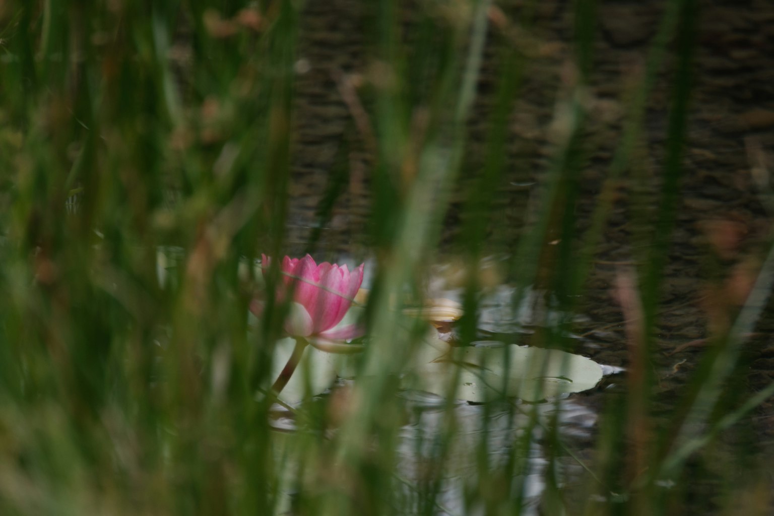Ninfea rosa che galleggia sull'acqua circondata da erba