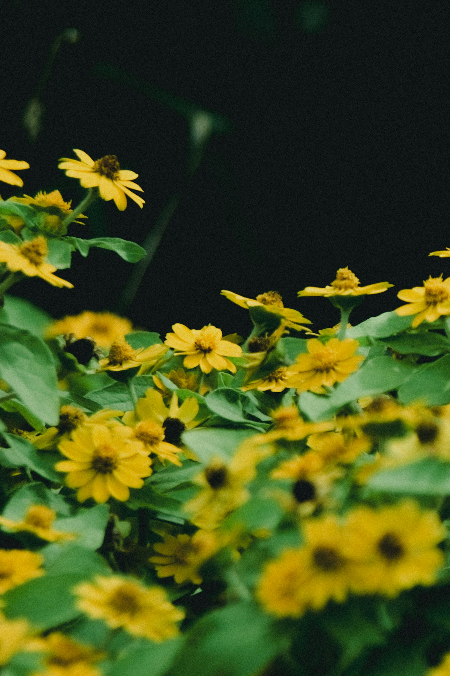 Primer plano de flores amarillas entre follaje verde con un fondo oscuro