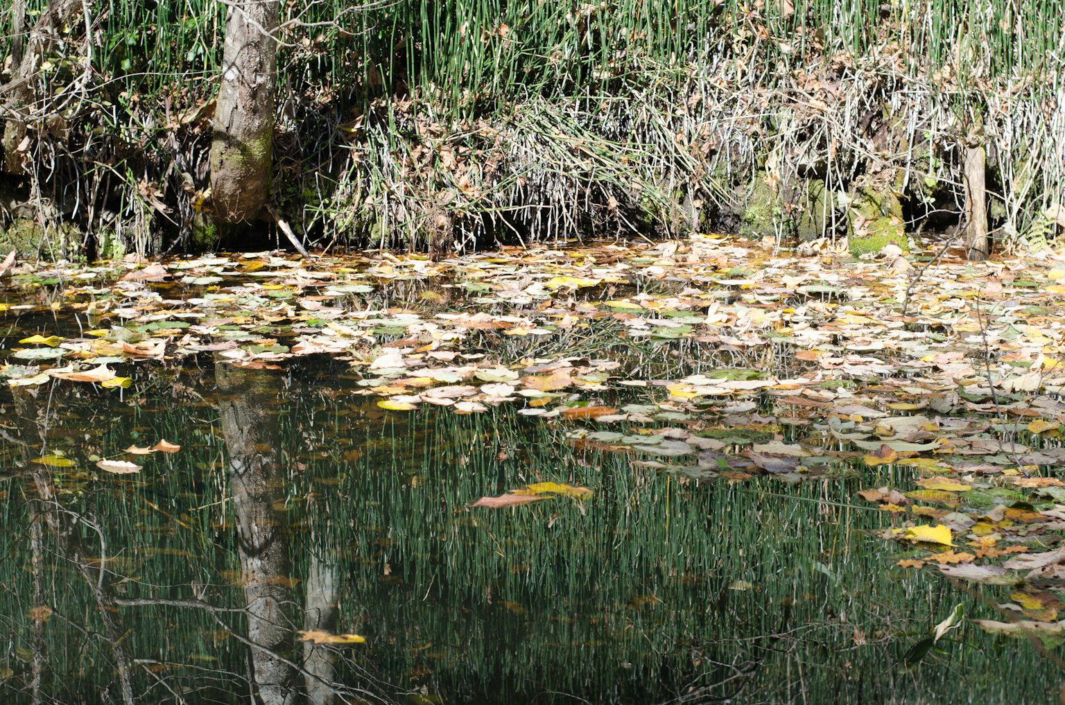 水面上漂浮著黃色的葉子,周圍綠色草叢的寧靜場景