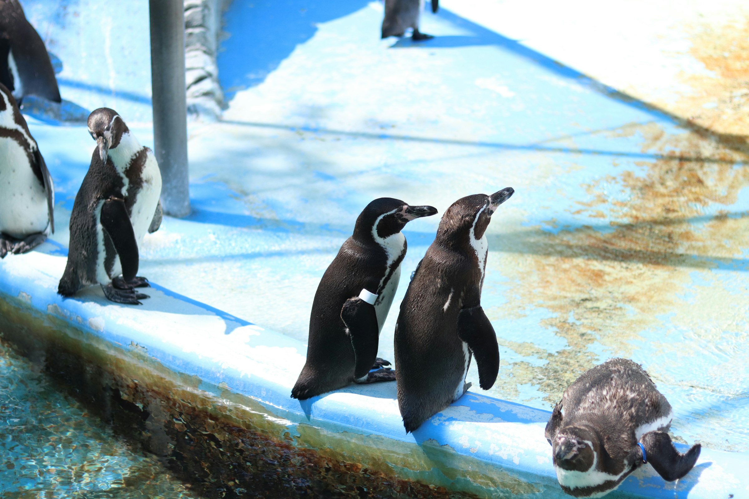 A group of penguins resting on ice