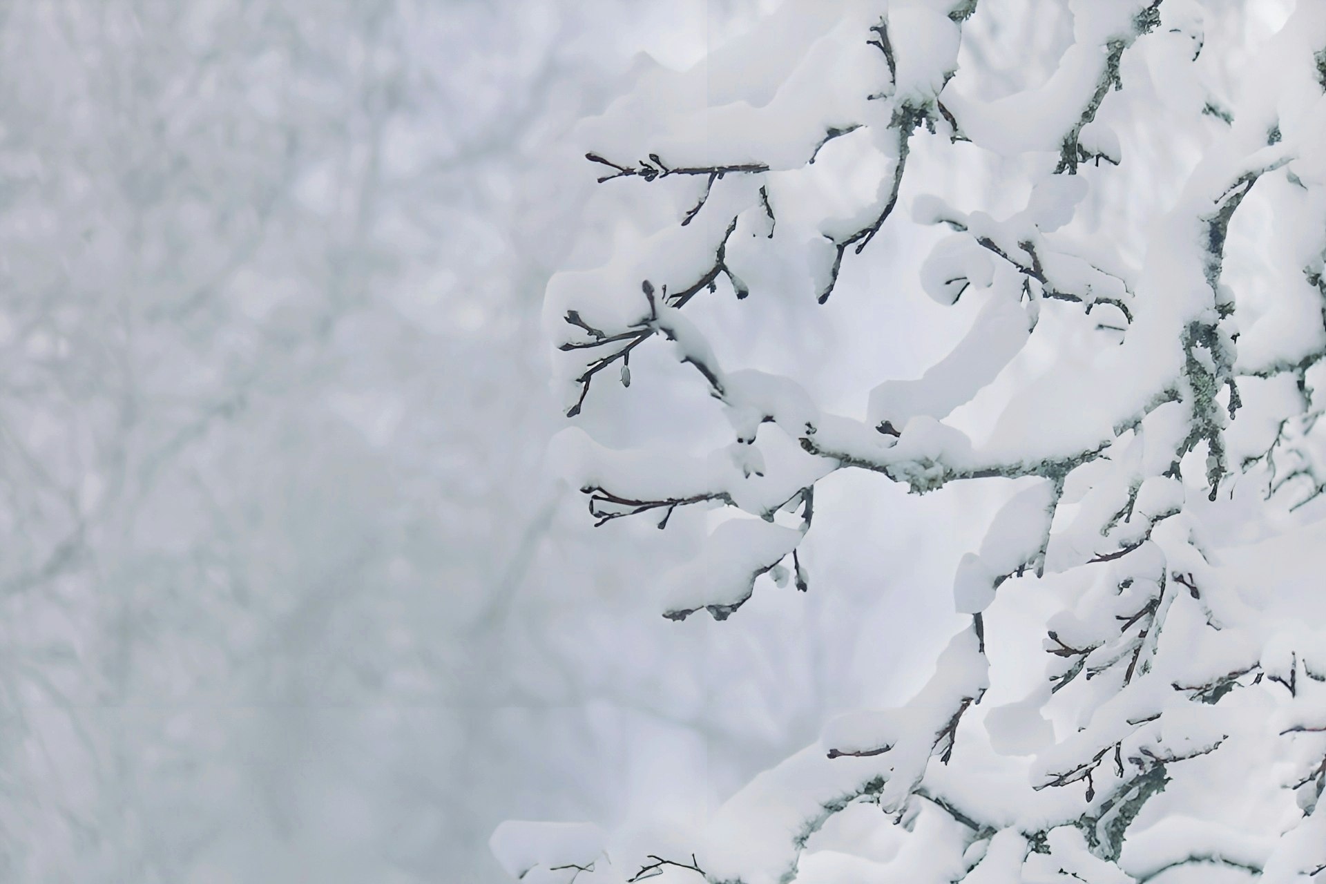 雪の枝に積もる白い粉雪