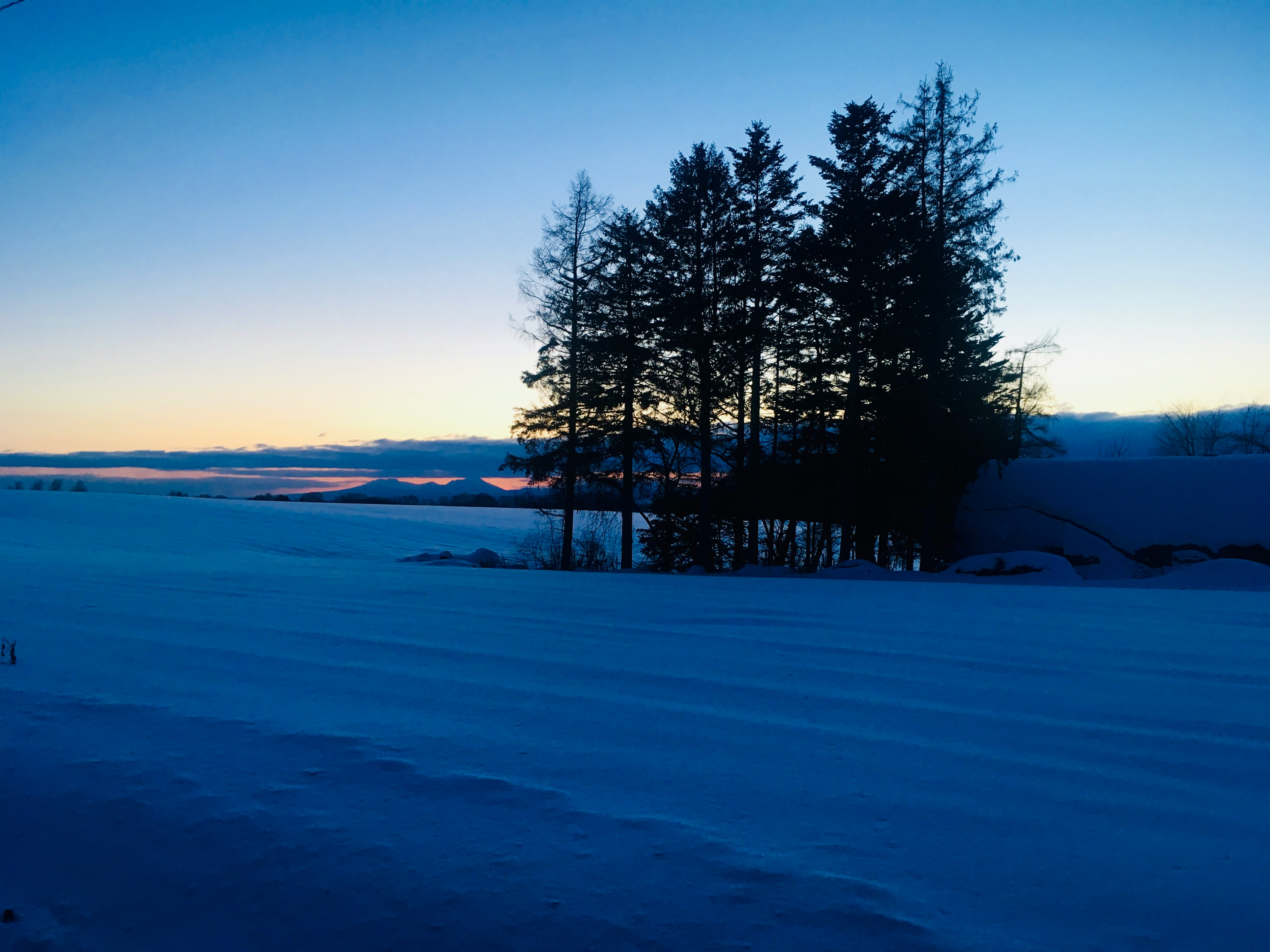 北海道の雪原に立つ木々と夕焼けの空