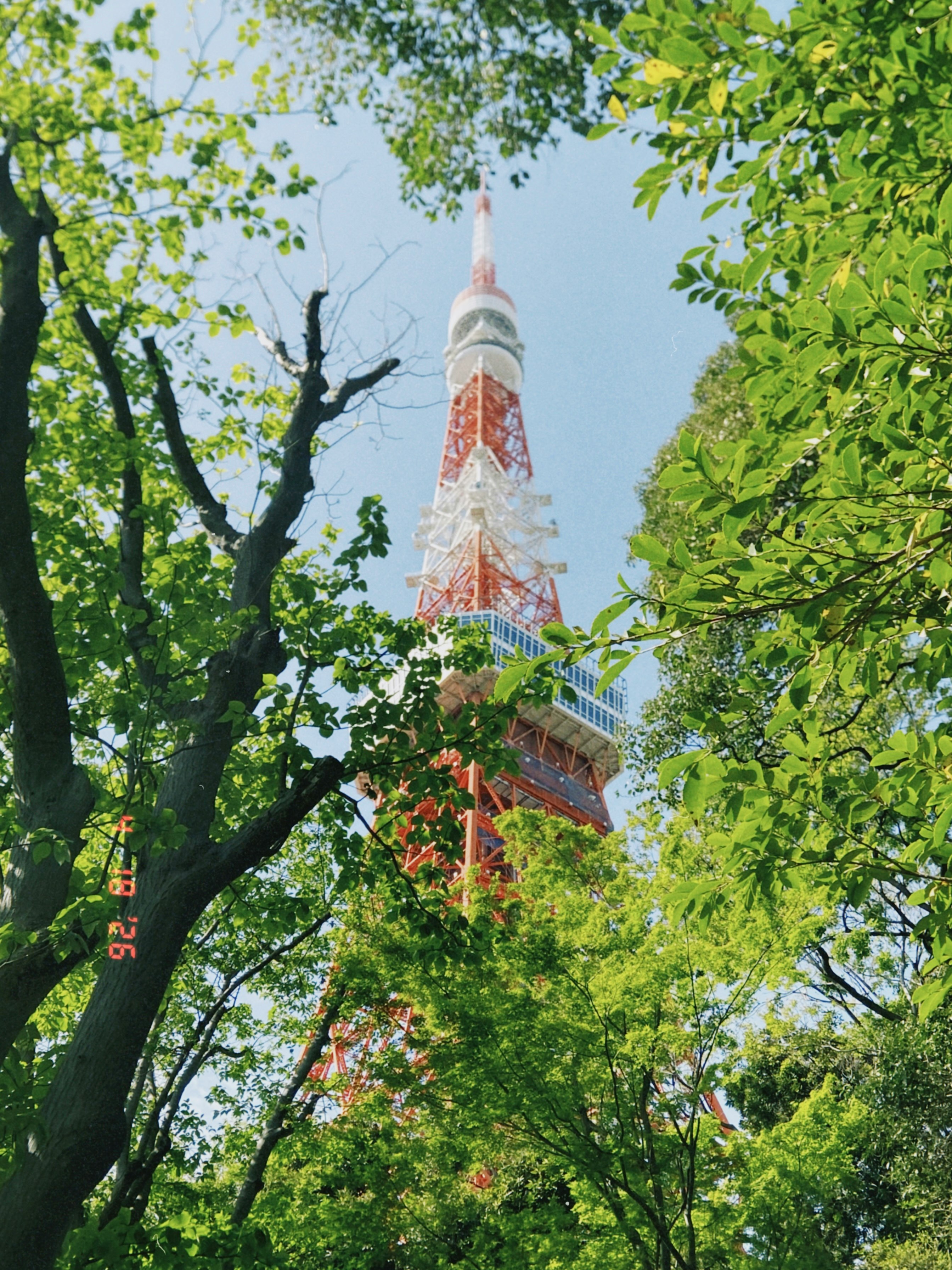 新緑の木々の間に見える東京タワー