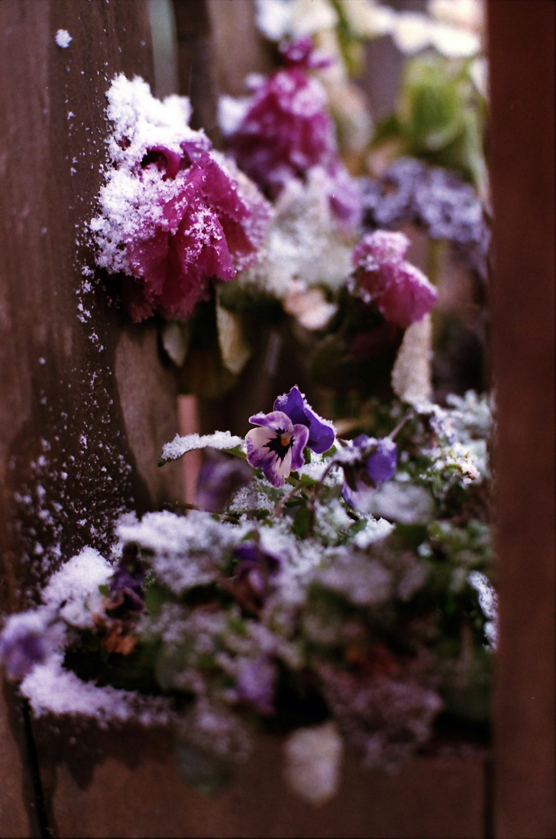 雪の花が咲く庭の鉢植えの花