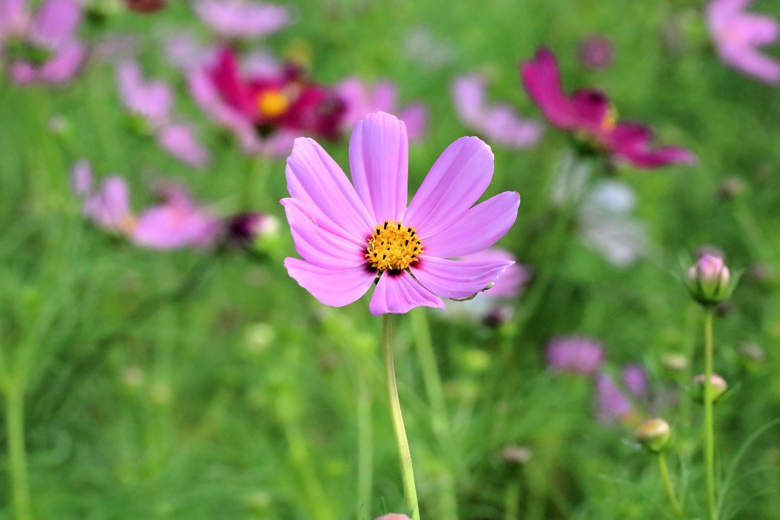 ดอกโคซโมสสีชมพูสดใสโดดเด่นบนพื้นหลังสีเขียว