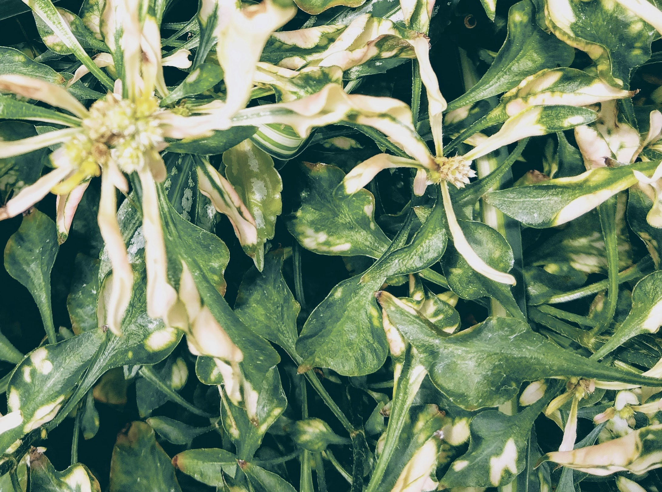 白い花が咲く多肉植物の葉と花のクローズアップ