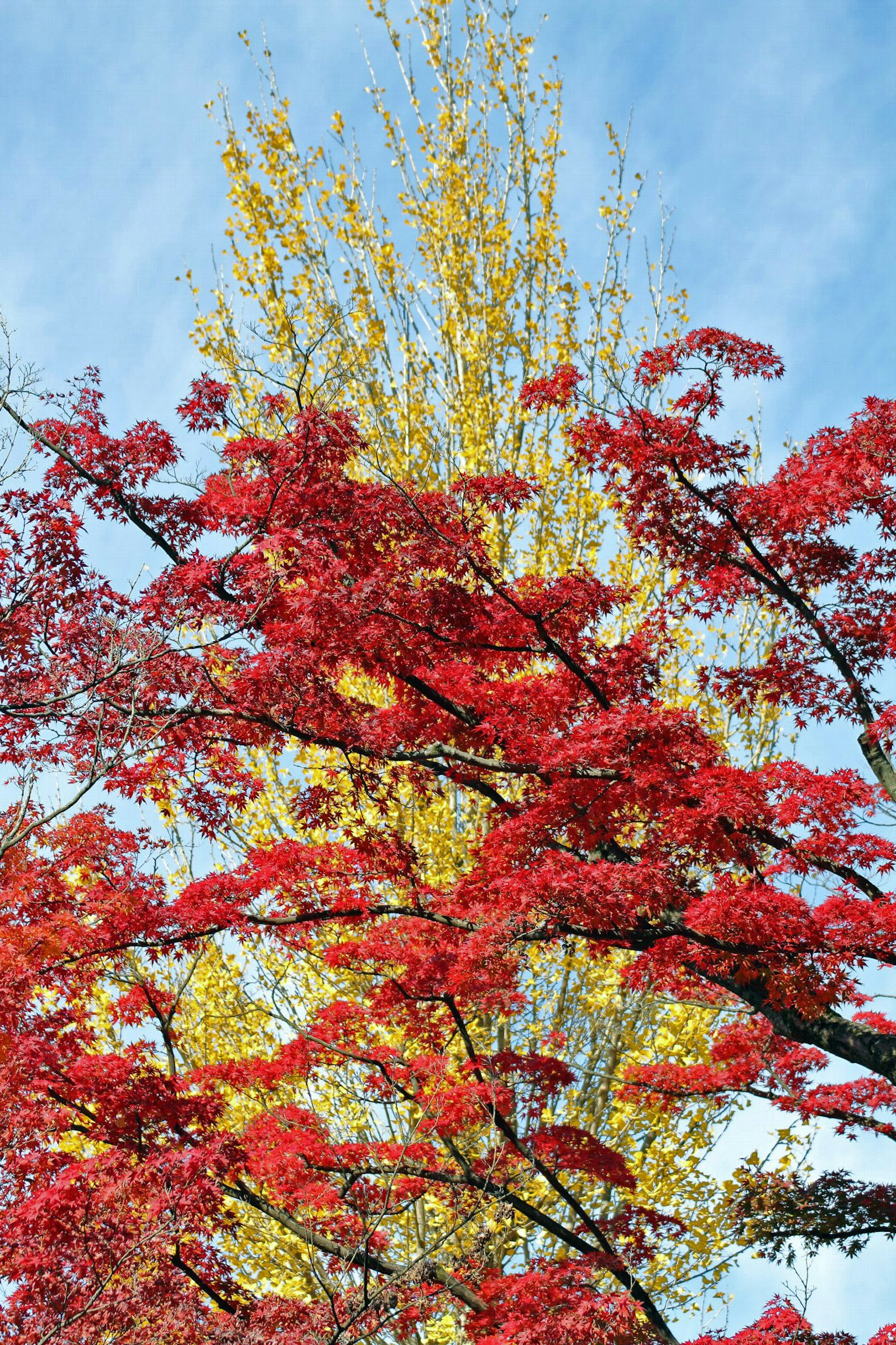 Autumn trees with vibrant red and yellow leaves against a blue sky