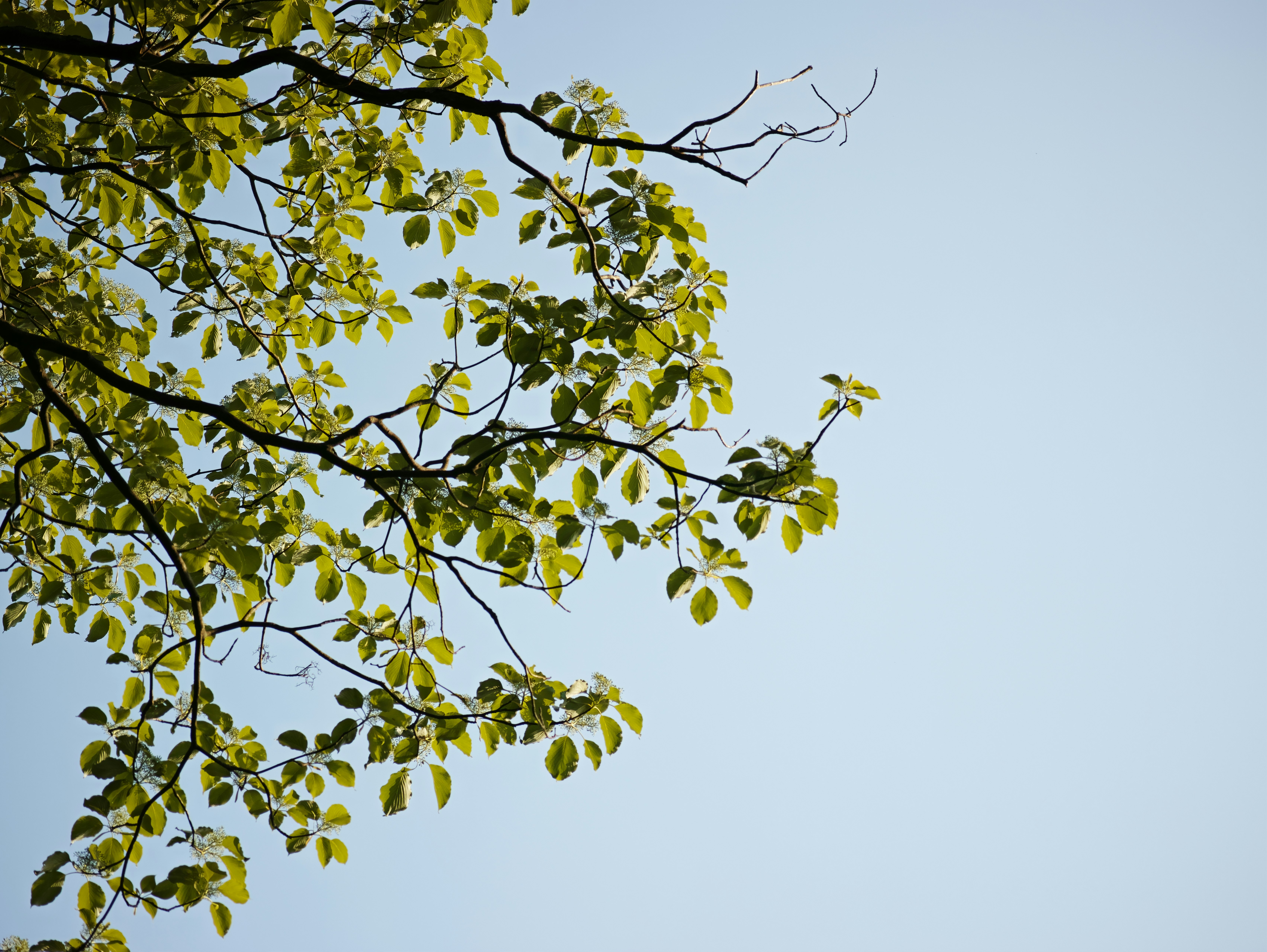 木の枝に広がる新緑の葉と青空