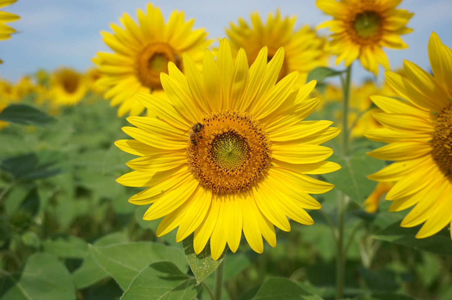 A vibrant sunflower field with a bee on a flower center