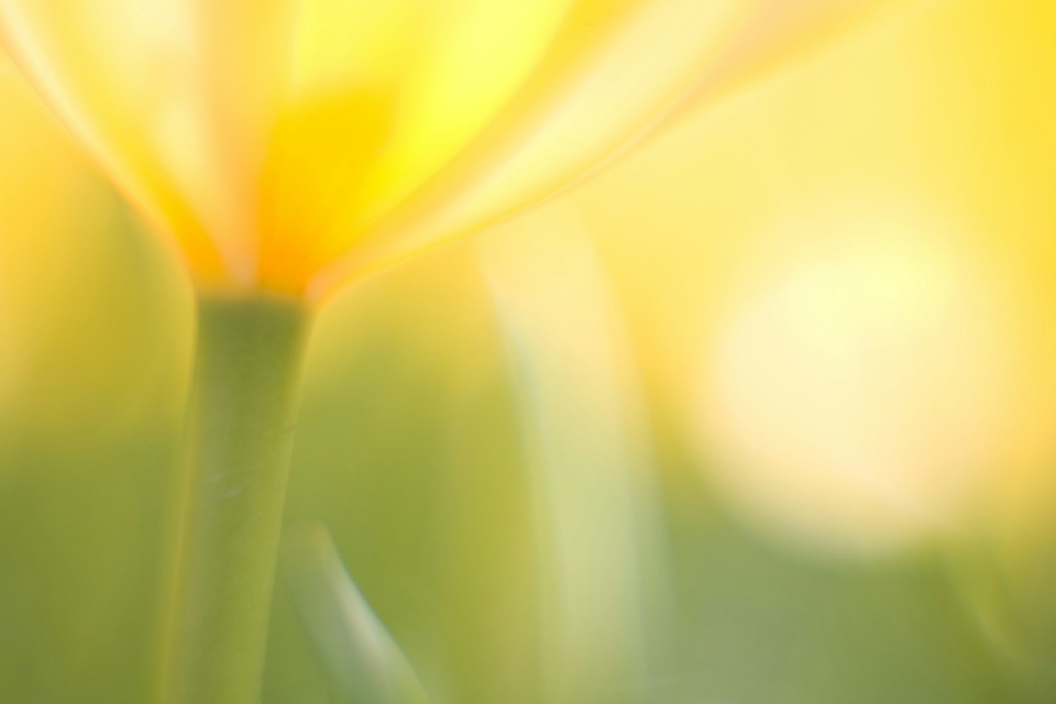 Imagen borrosa de una suave flor amarilla