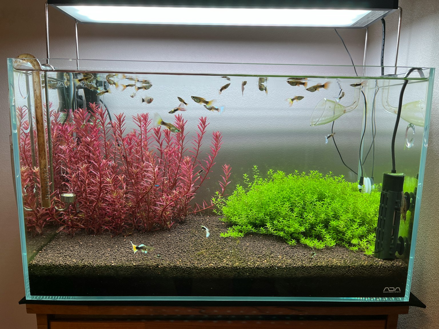Aquarium avec des poissons colorés et des plantes aquatiques roses