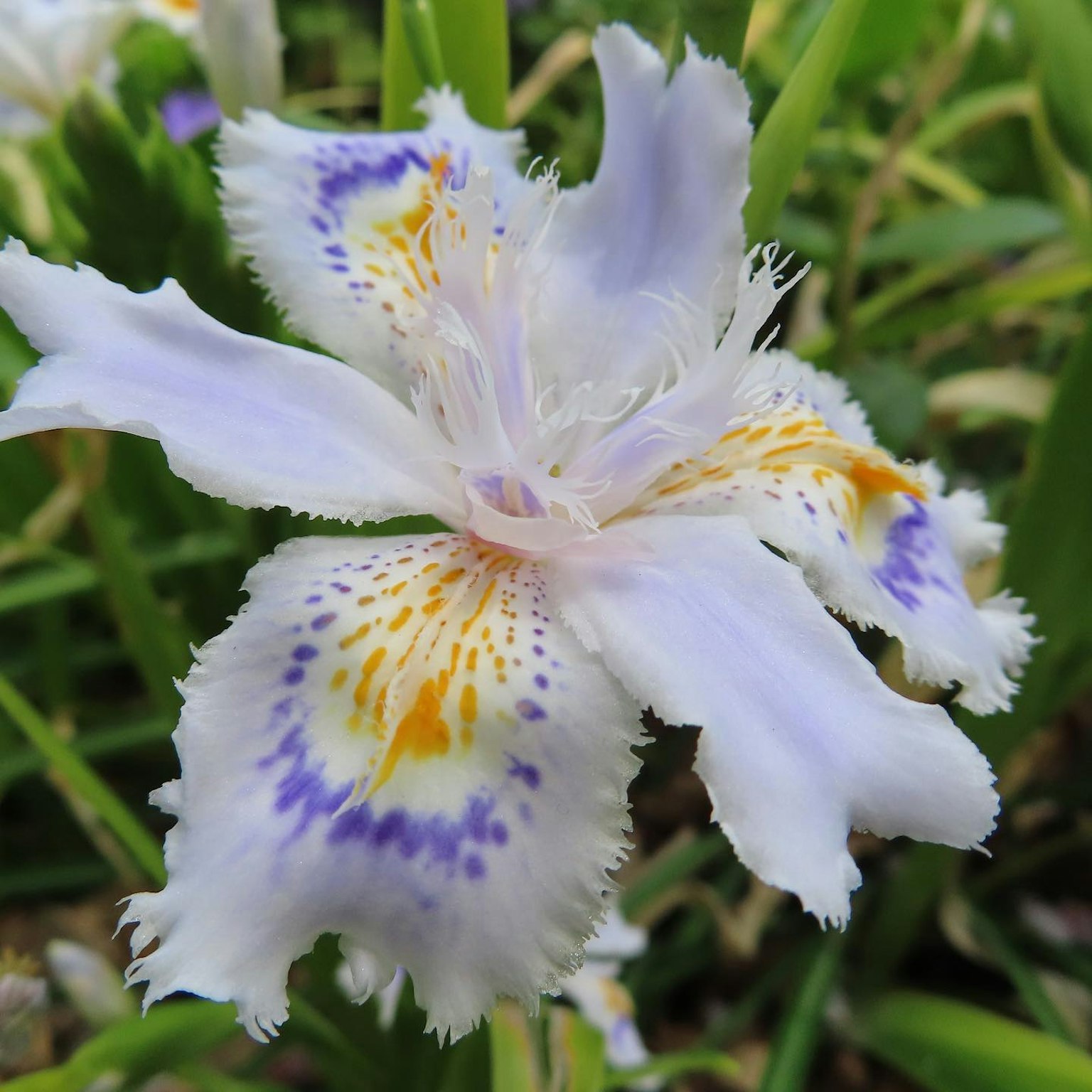 Une fleur délicate blanche avec des motifs violets et jaunes