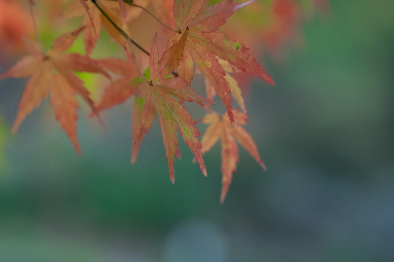 鮮豔的紅葉在綠色背景中呈現秋天的景象