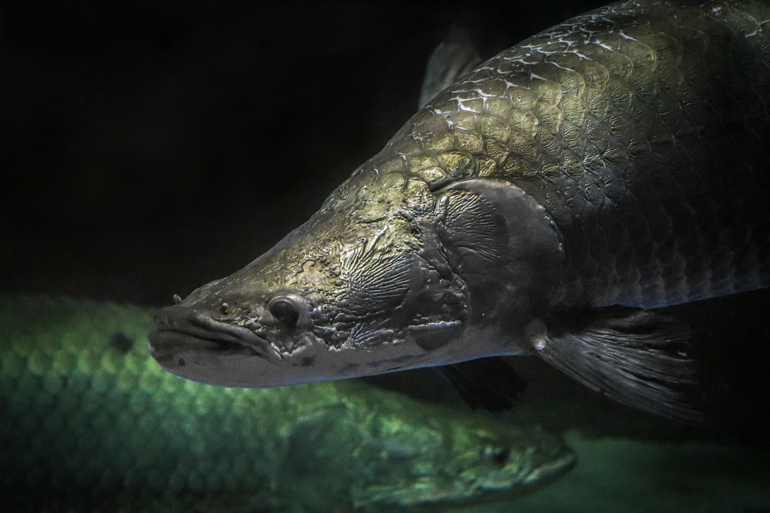 Cận cảnh cá bơi trong nước tối thể hiện kết cấu vảy